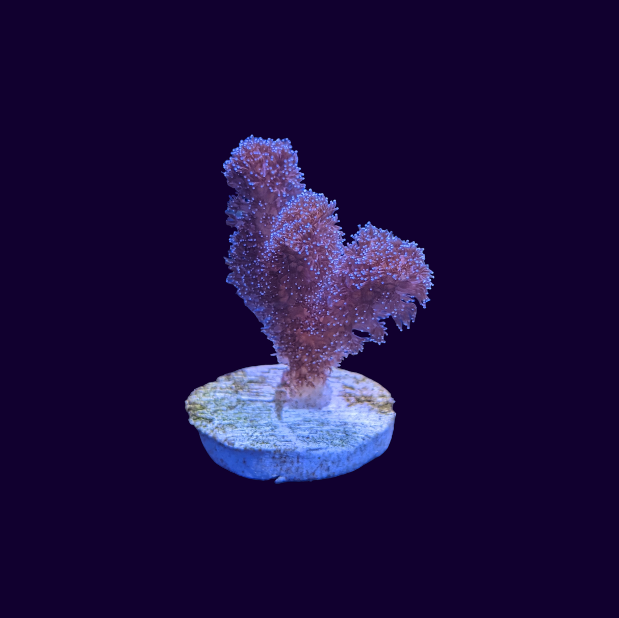 Pocillopora