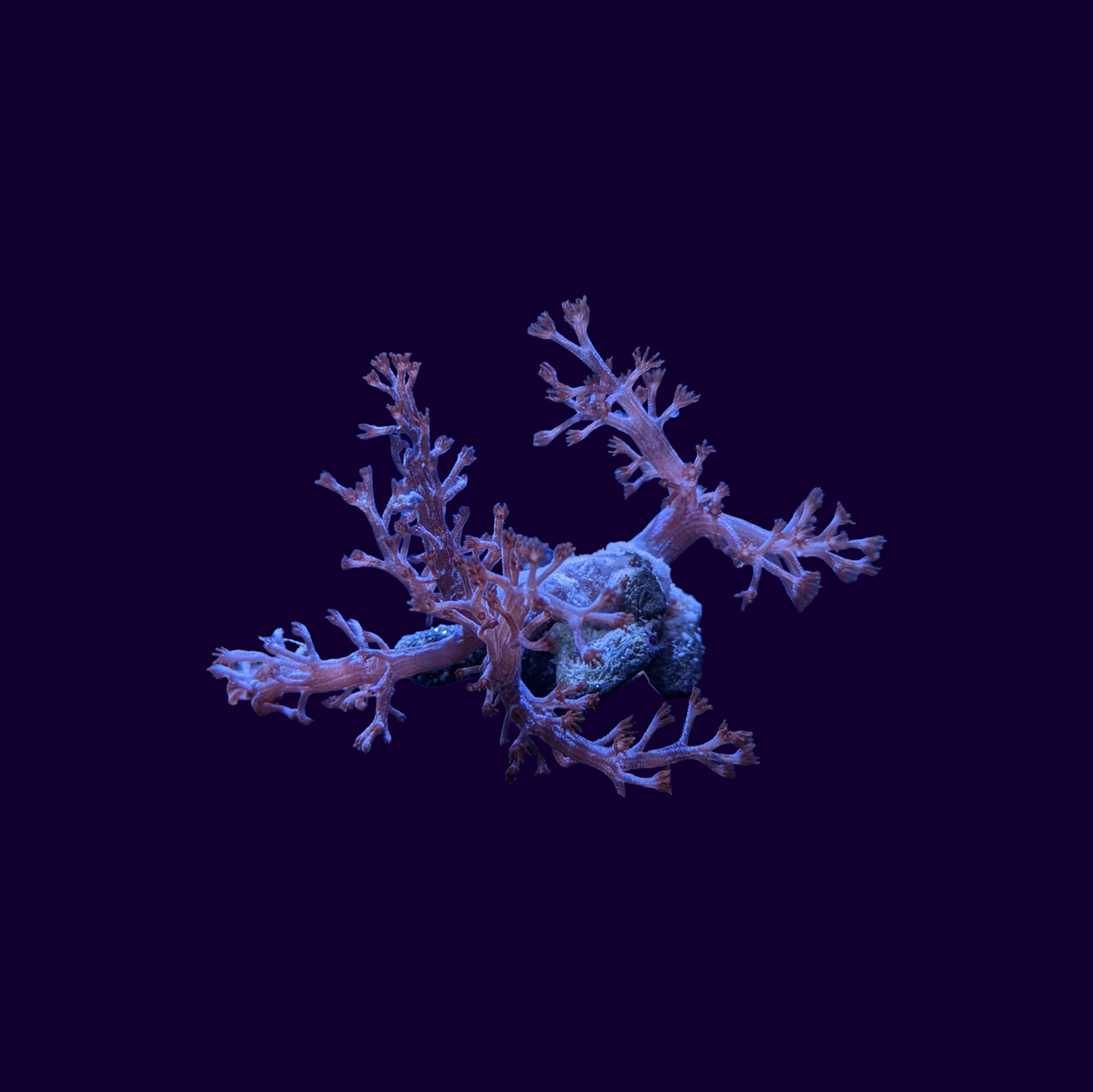 Kenya Tree (UK Grown)