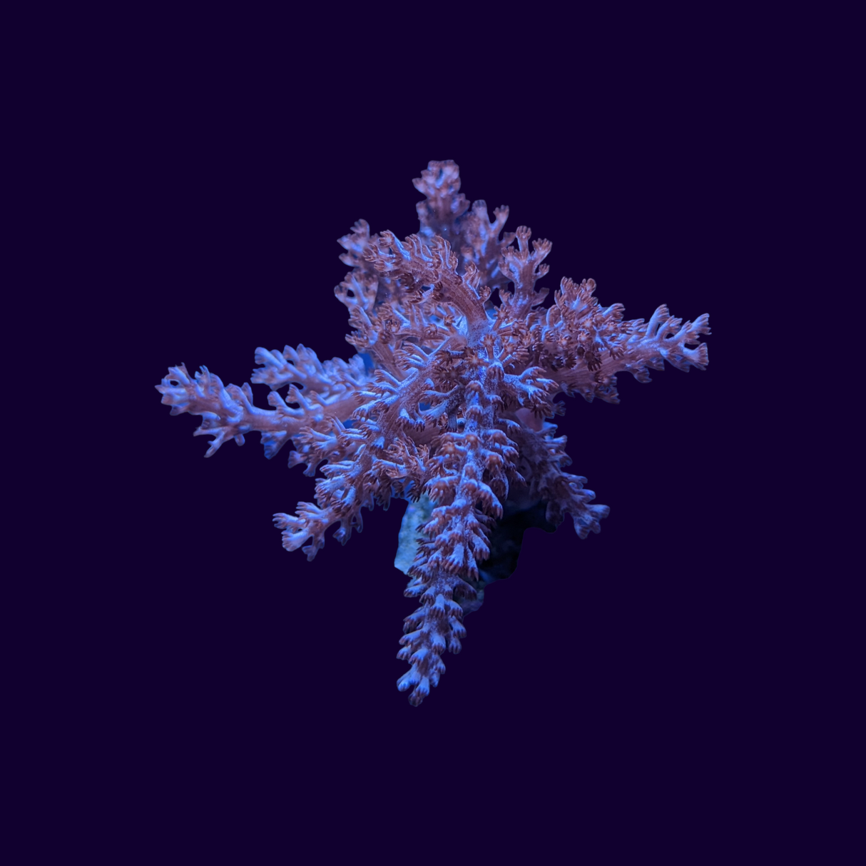 Kenya Tree (UK Grown)