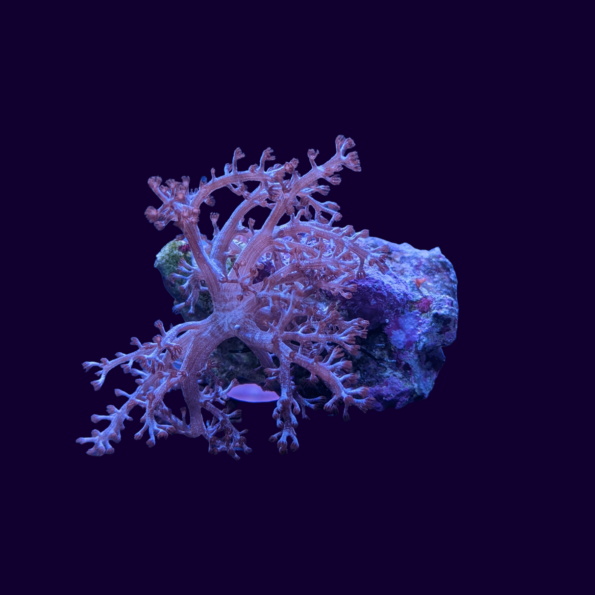 Kenya Tree (UK Grown)