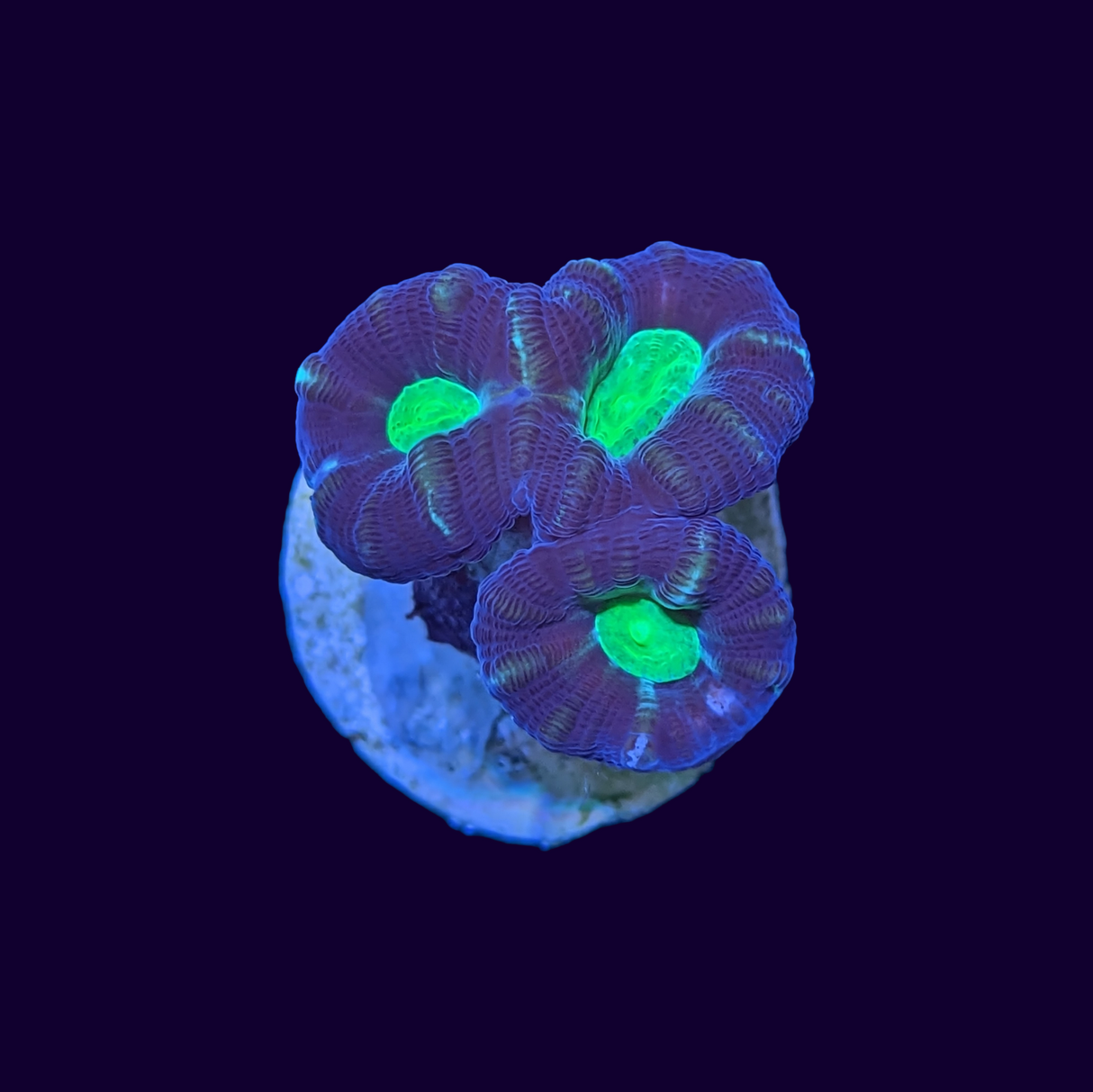 Green Pinwheel Candy Cane