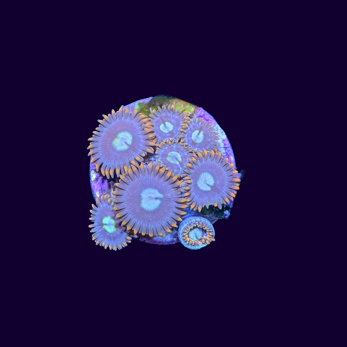 Fire and Ice Zoa Frag