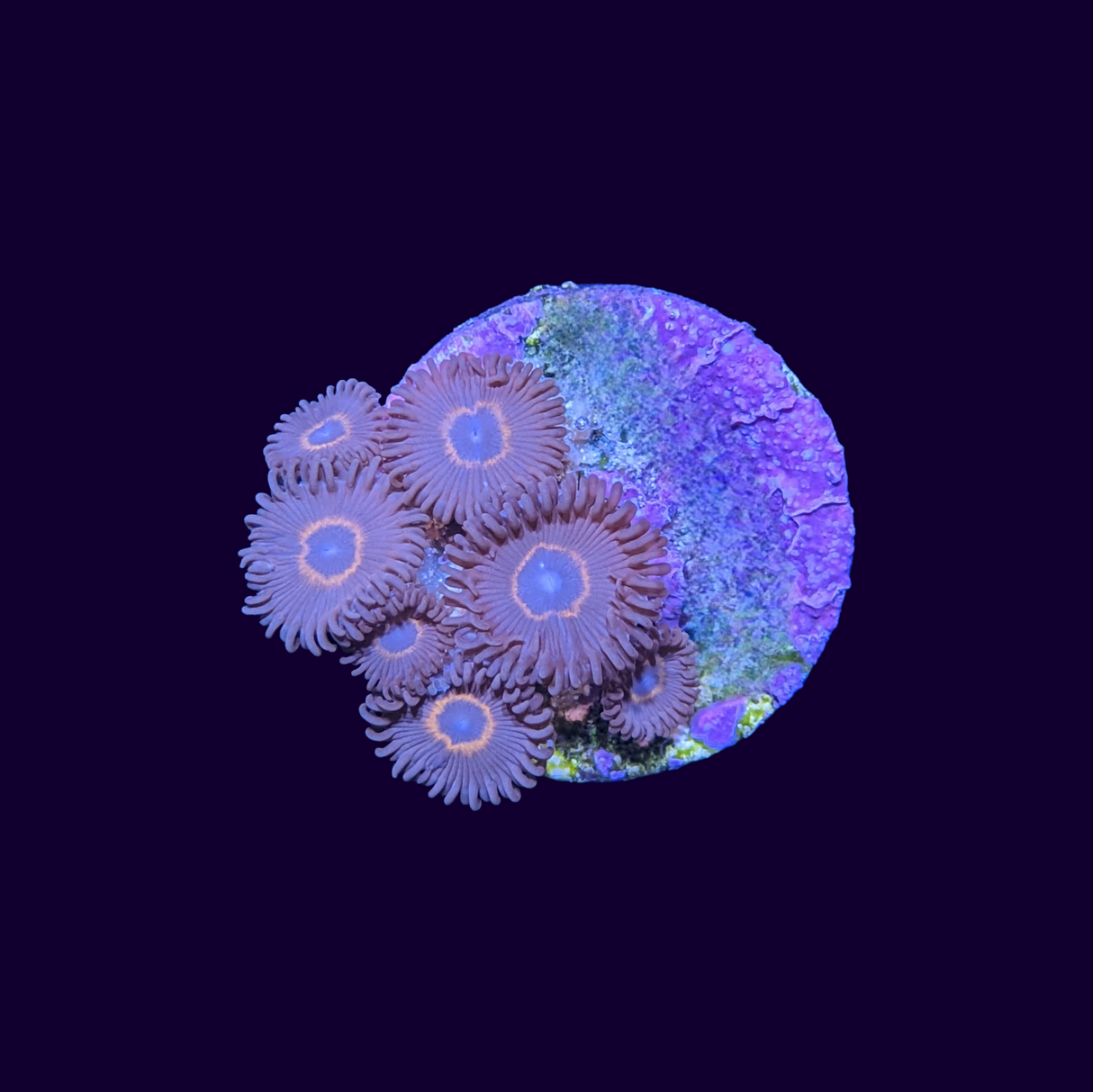 Bullseye Zoa Frag