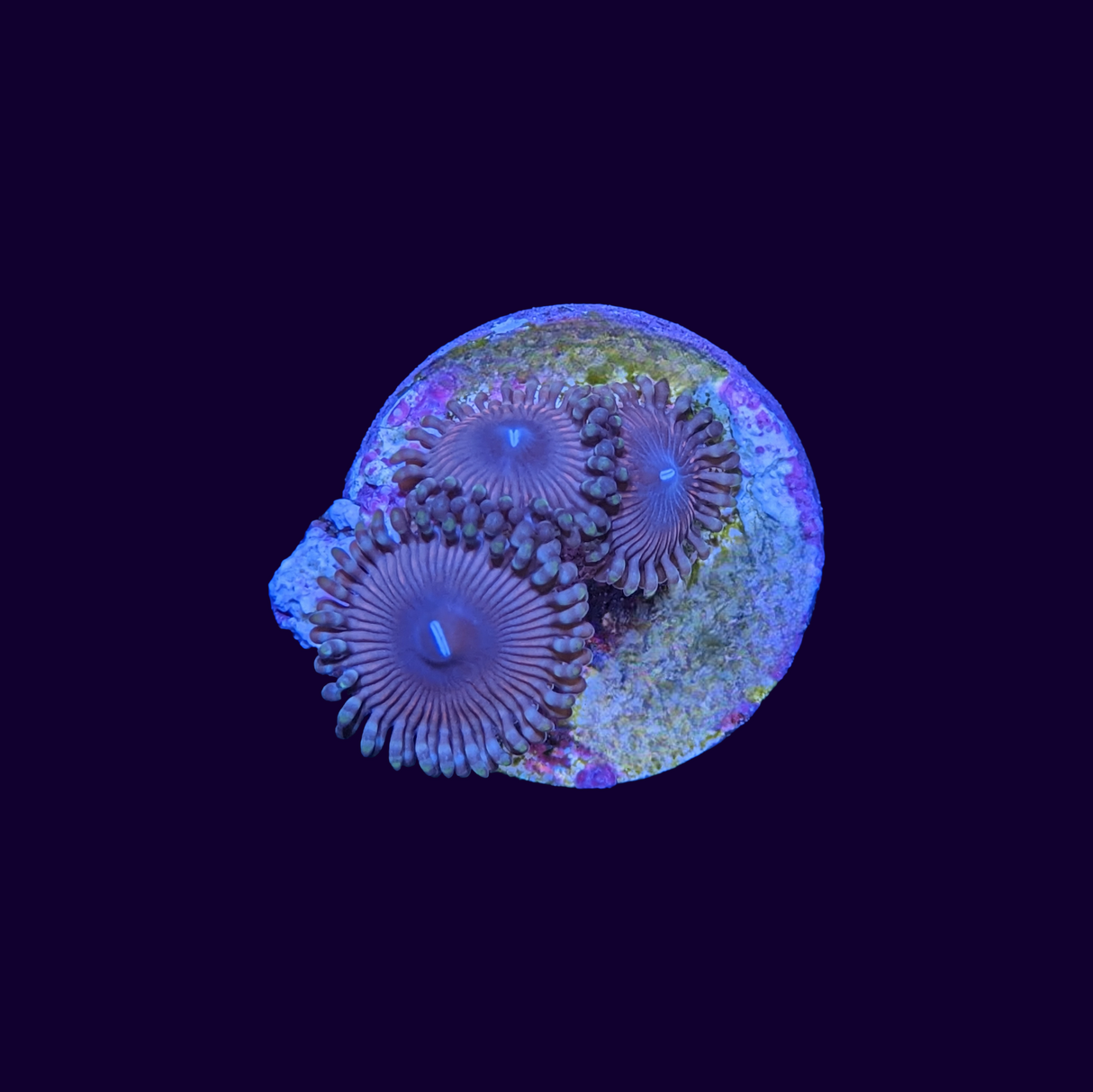 Zoa Frag