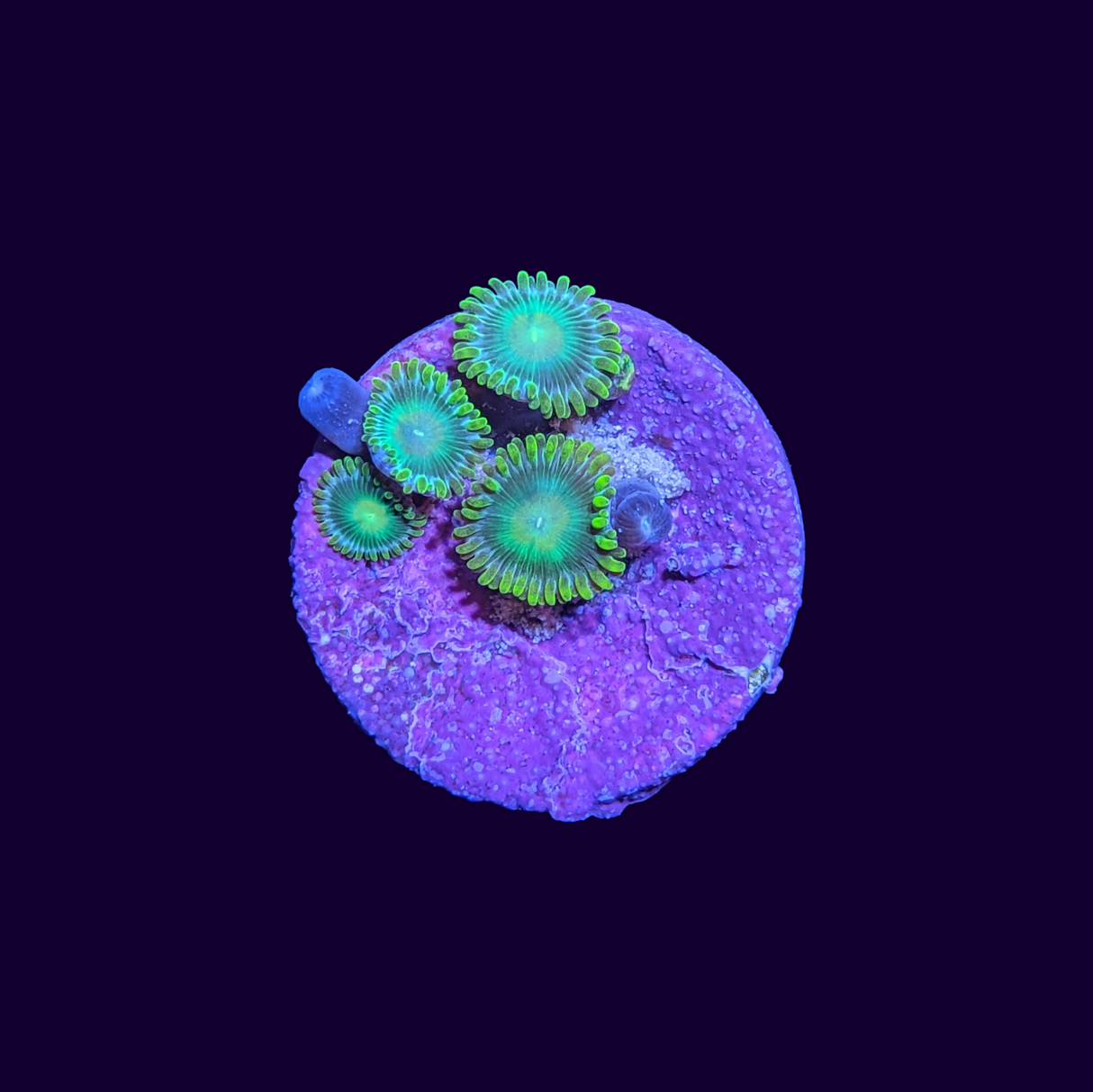 John Deere Zoa Frag