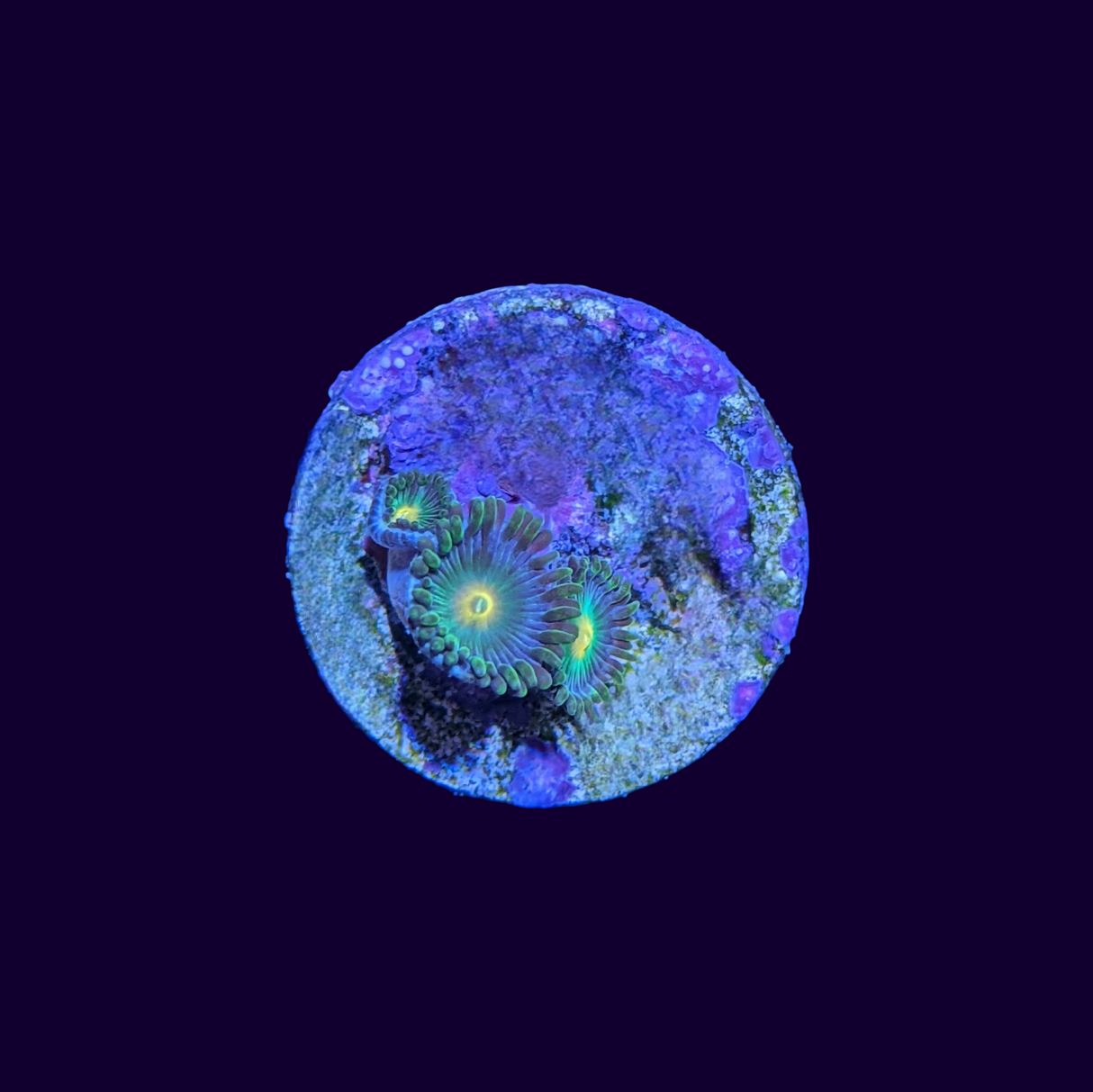 Zoa Frag (UK Grown)