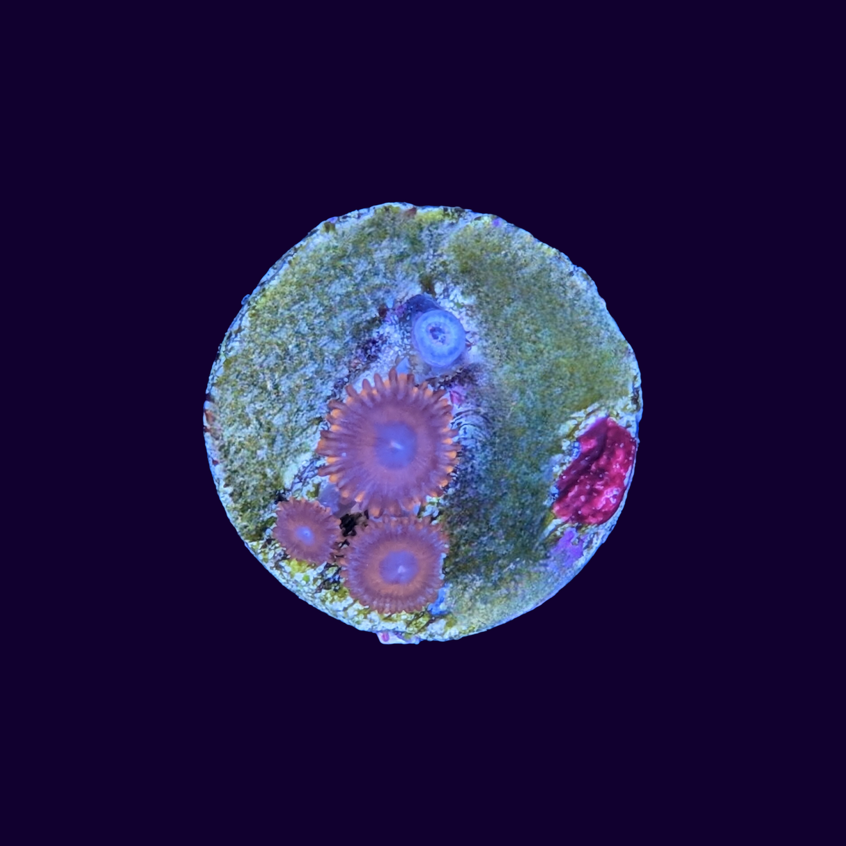 Zoa Frag (UK Grown)