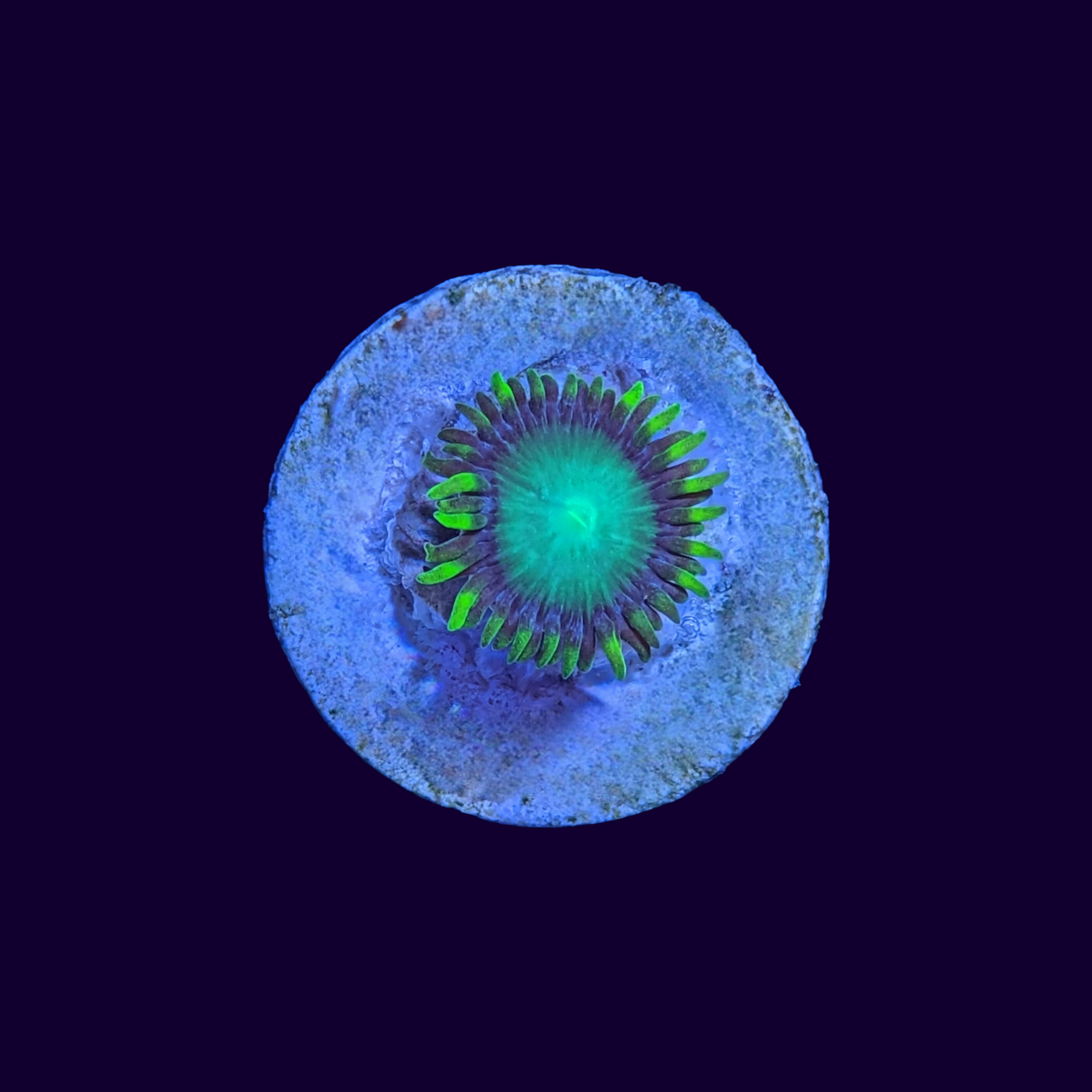 Radioactive Dragons Eye Zoa Frag