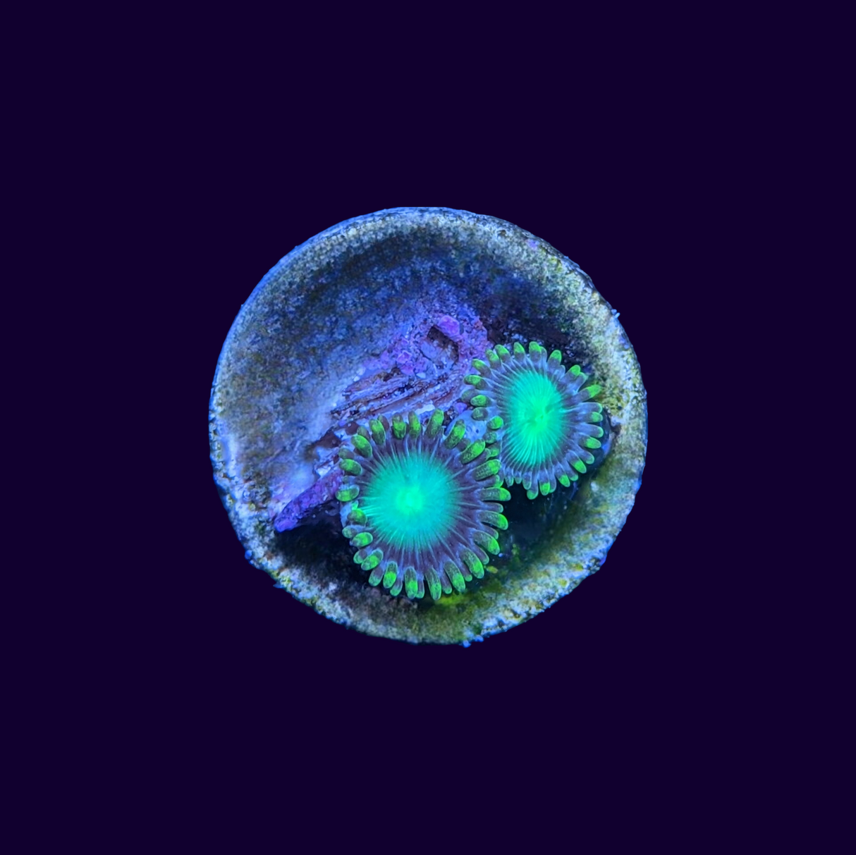 Radioactive Dragons Eye Zoa Frag