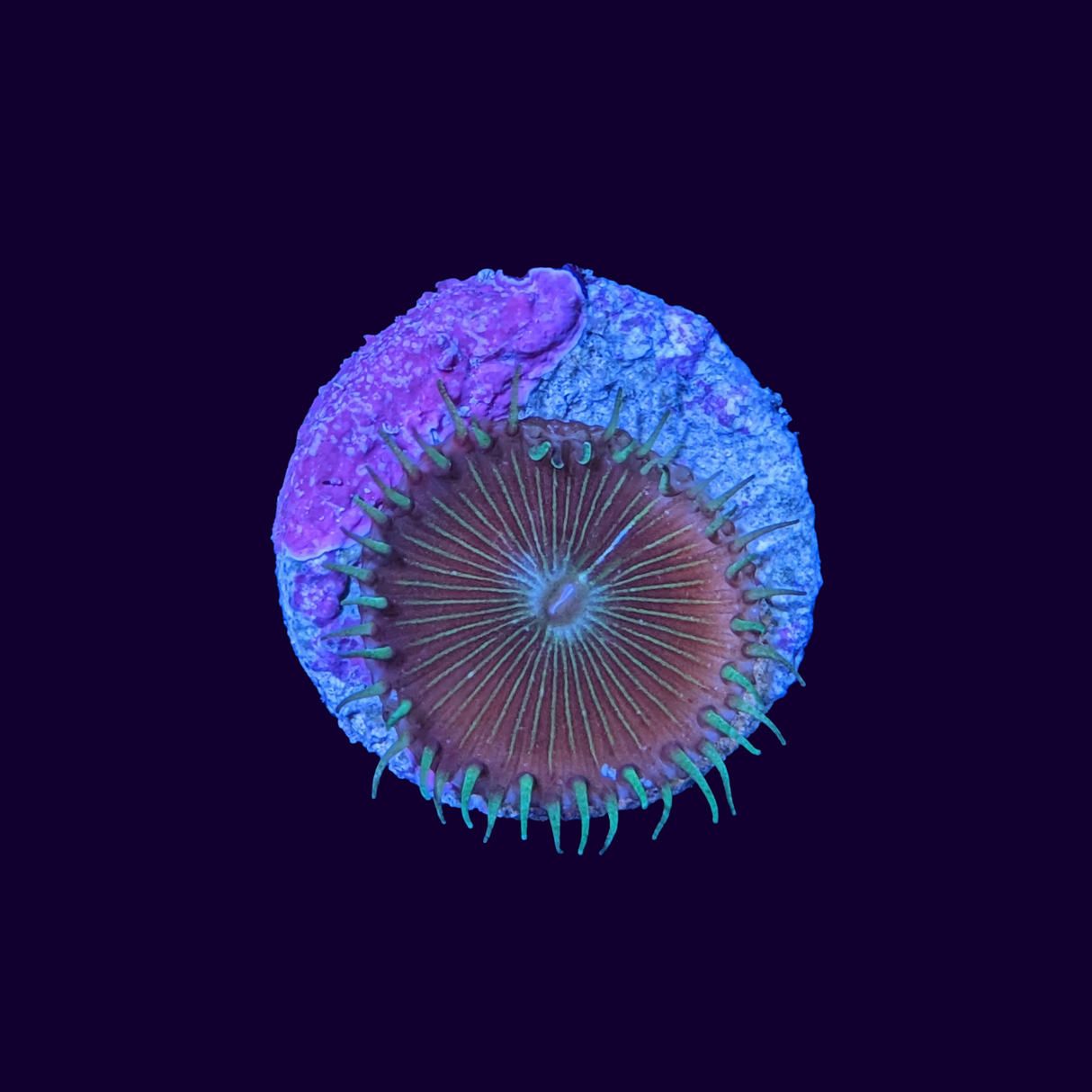 Paly Zoa Frag (UK Grown)