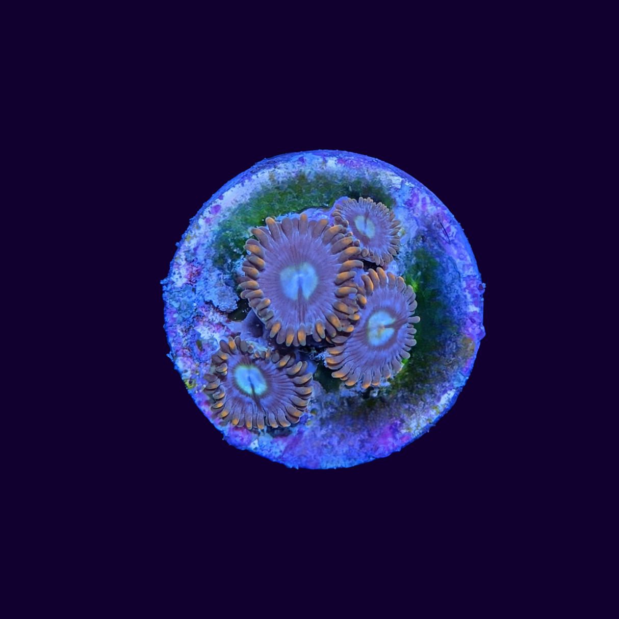 Fire and Ice Zoa Frag