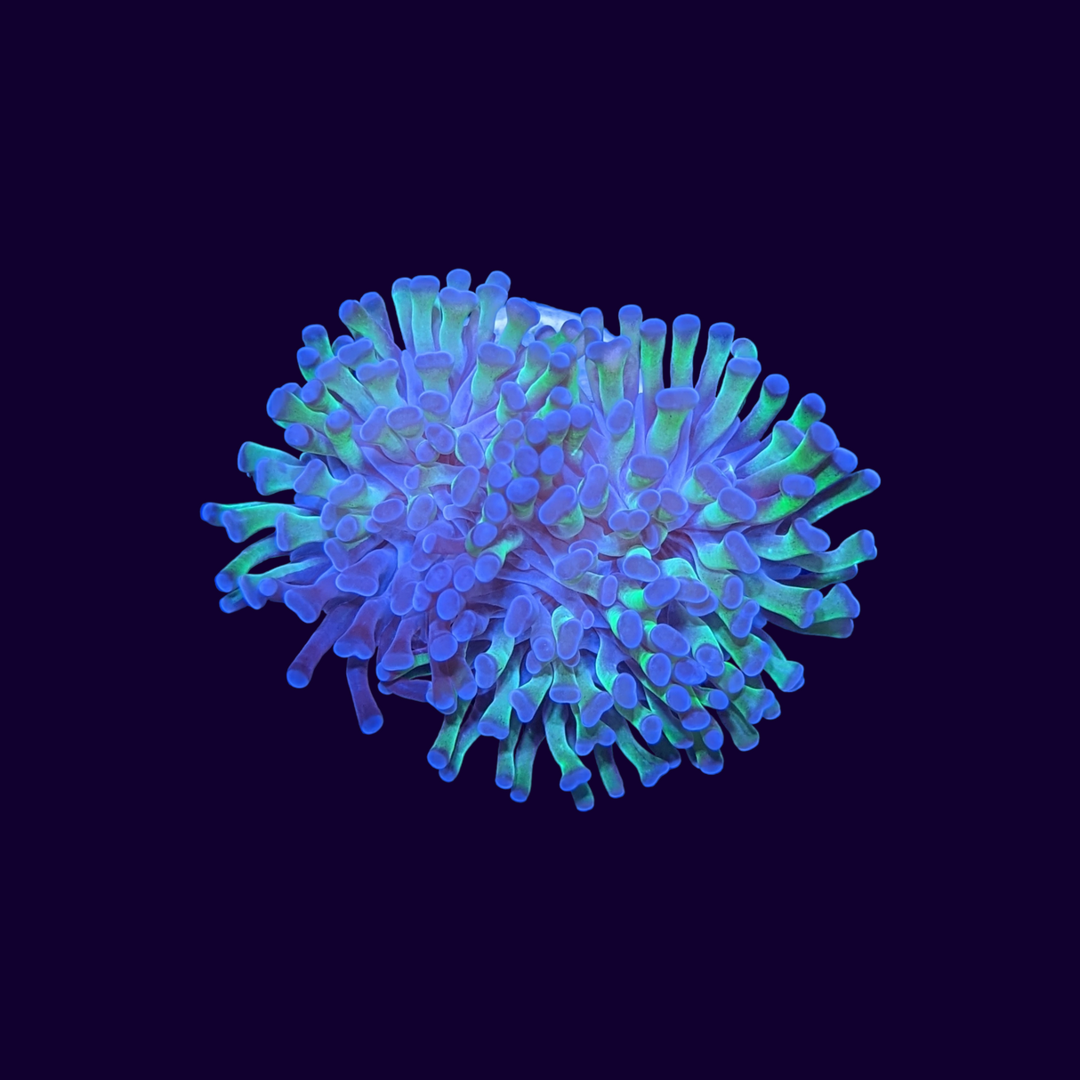 2 Head Reverse Hammer Frag (UK Grown)