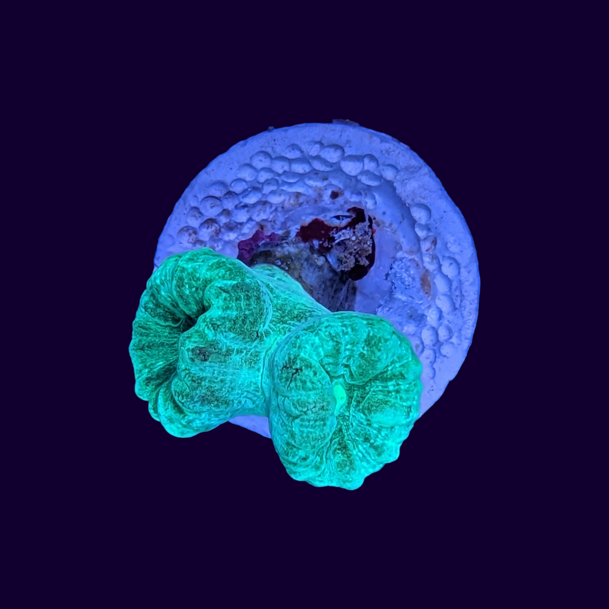 2 Head Neon Green Candy Cane