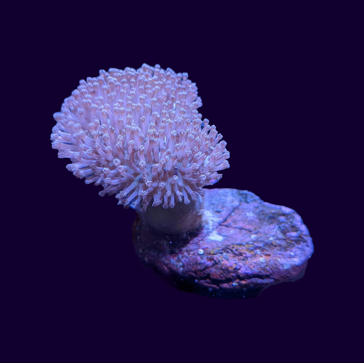 Toadstool Frag