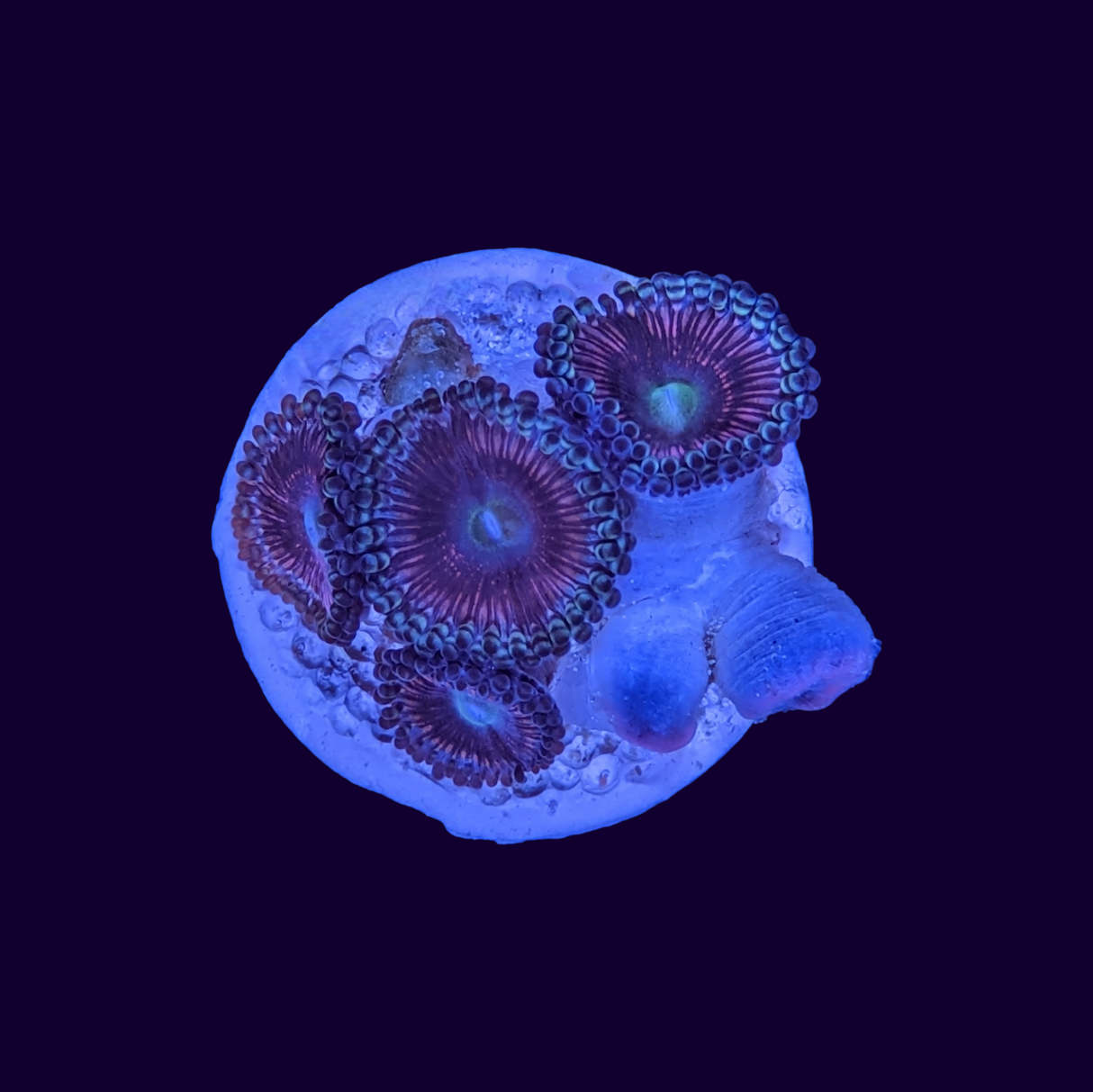 Zoa Frag