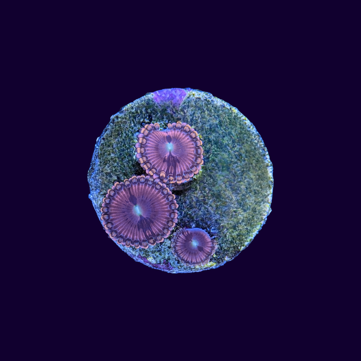 Zoa Frag