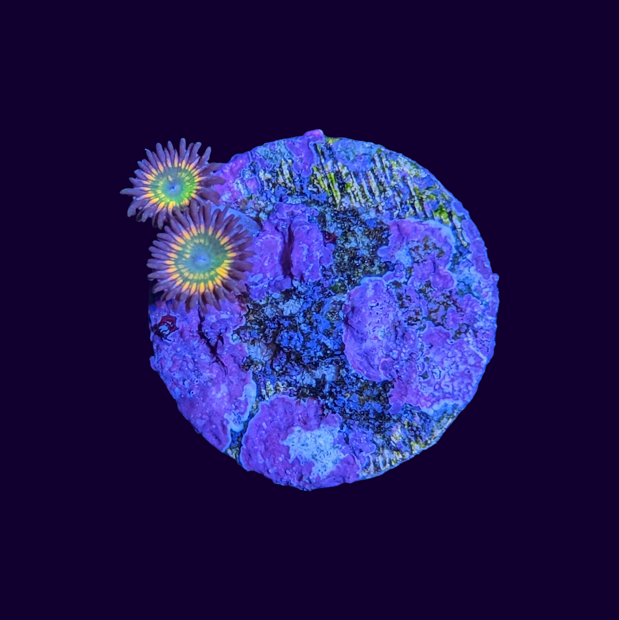 Sunny D Zoa Frag