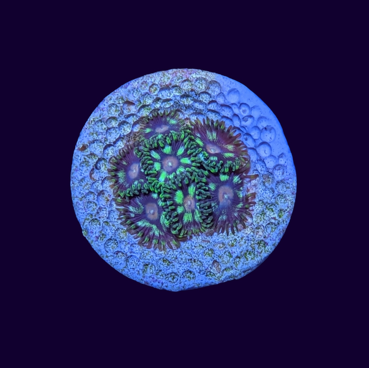 Bluff Poker Face Zoa Frag