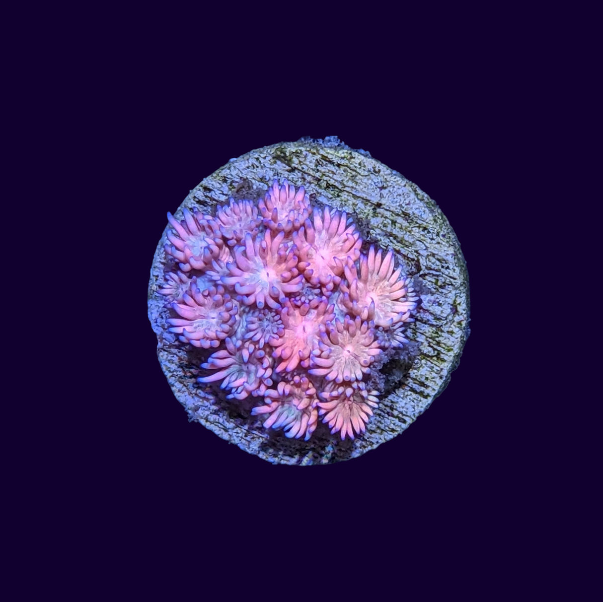 Goniopora Pink Frag