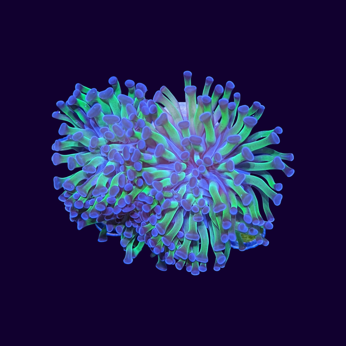 3 Head Reverse Hammer Frag (UK Grown)