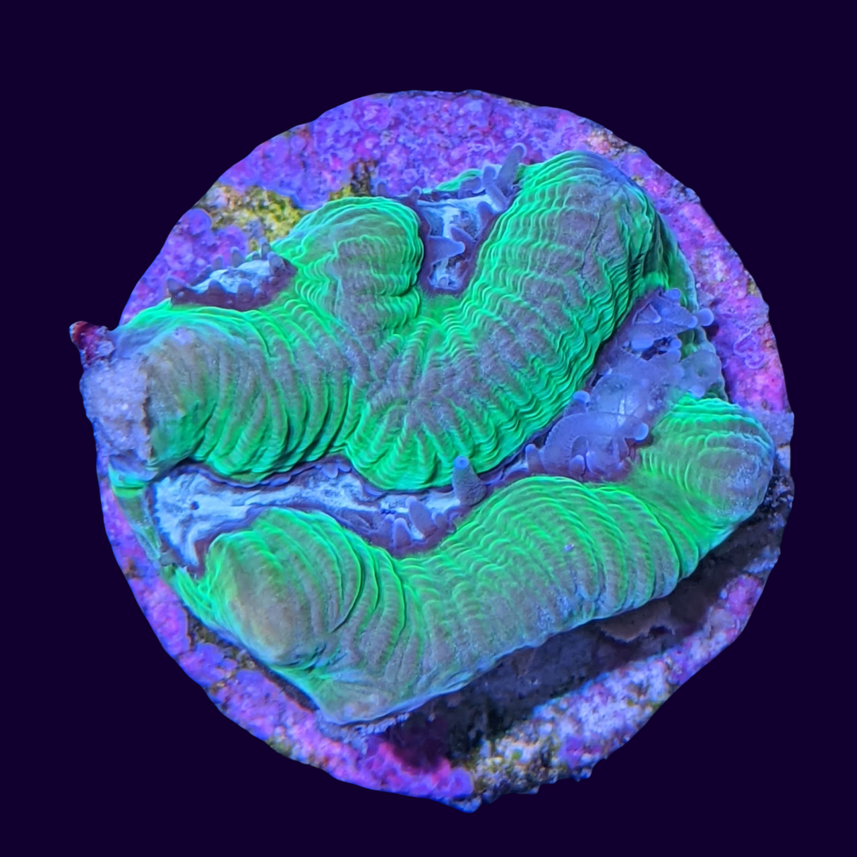 Toxic Green Blue Centre Platygyra