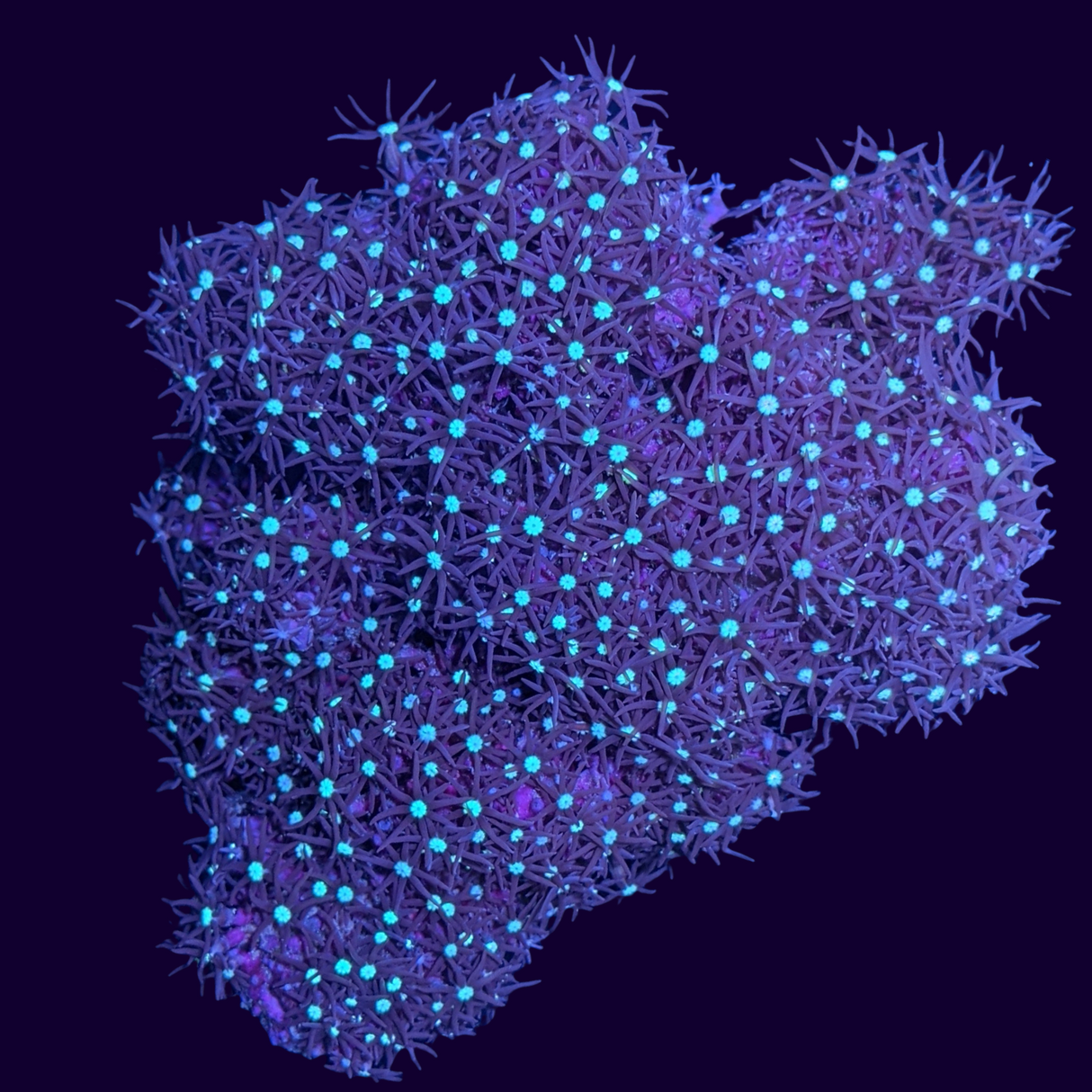 Deep Red Star Polyp Colony