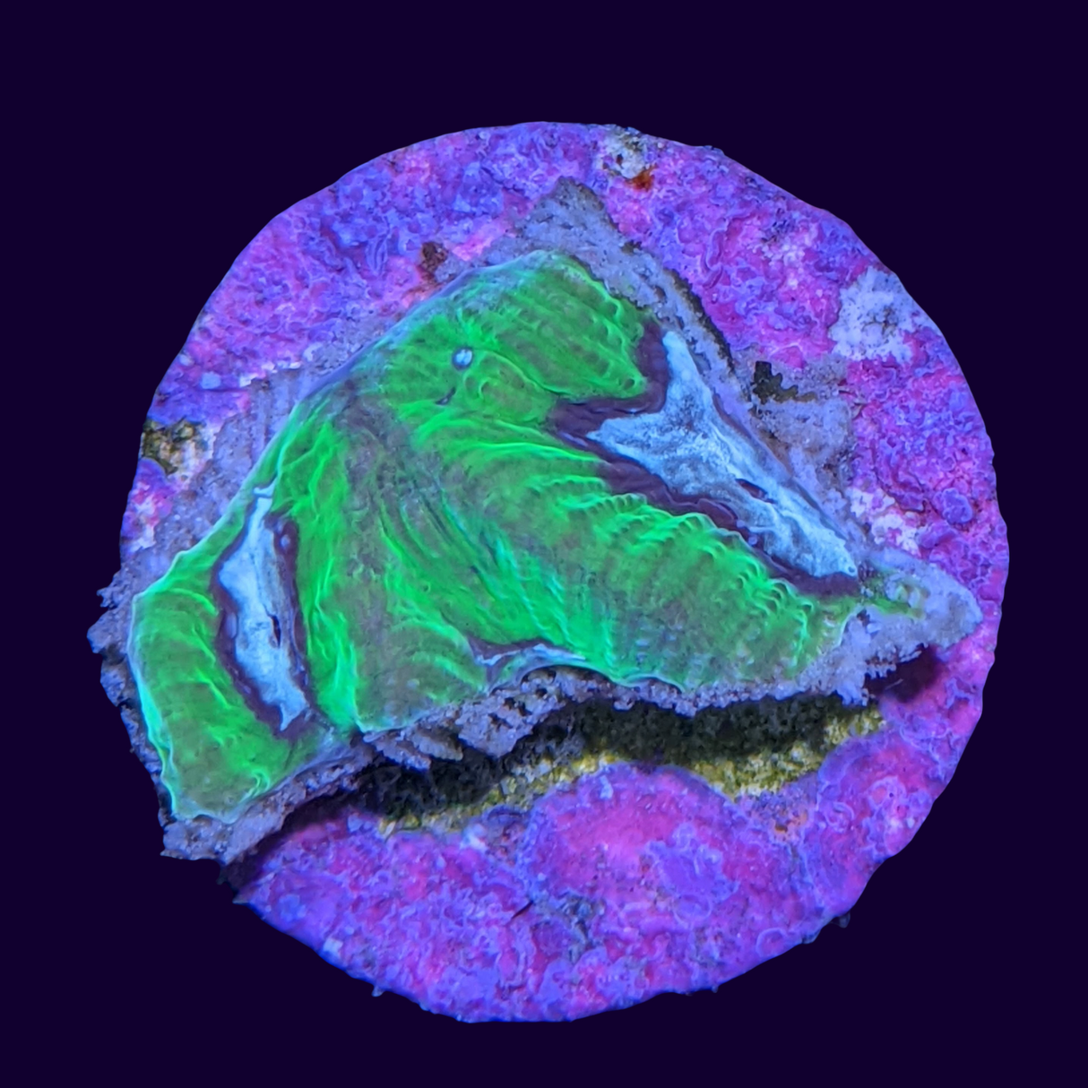 Toxic Green Blue Centre Platygyra