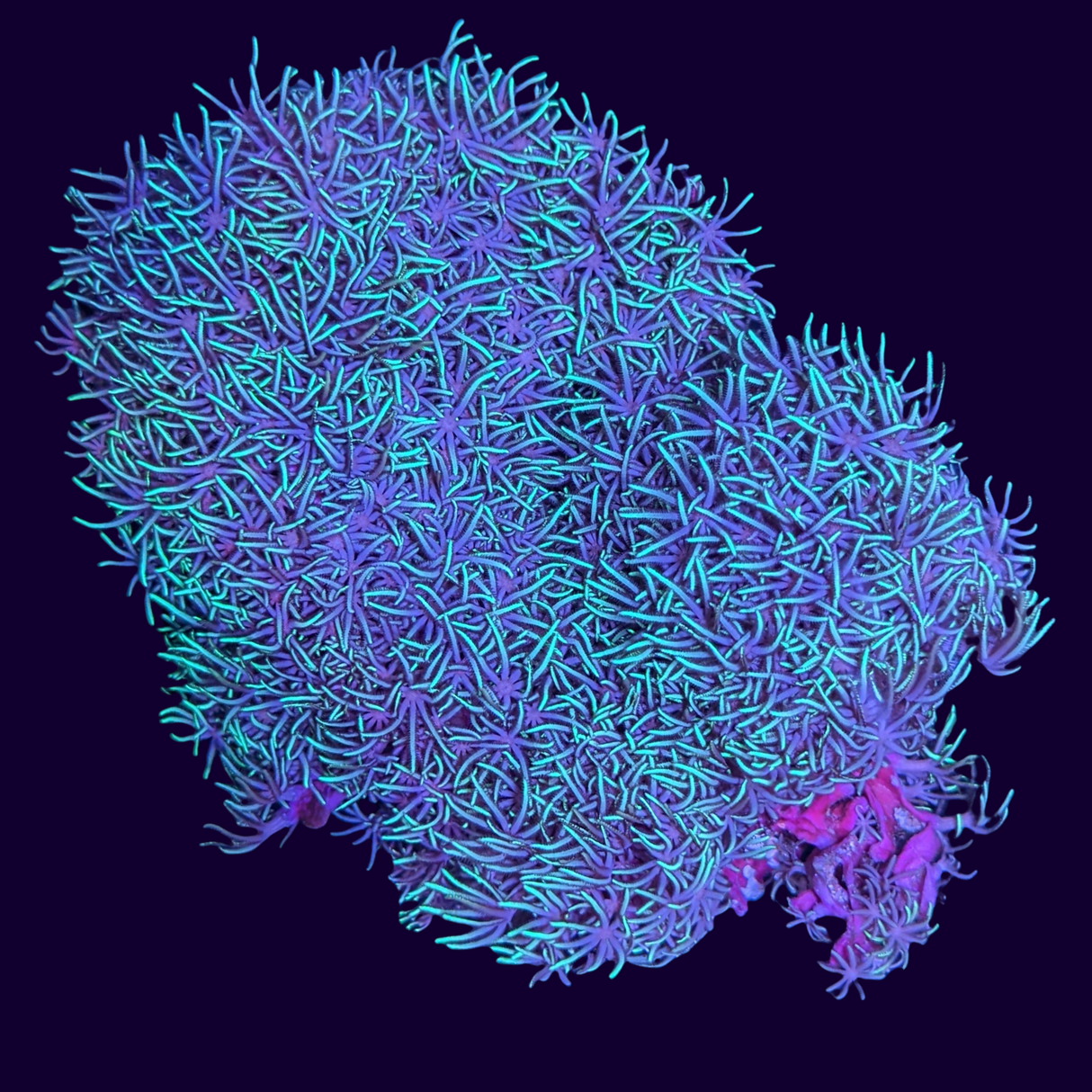 Green Star Polyp Colony