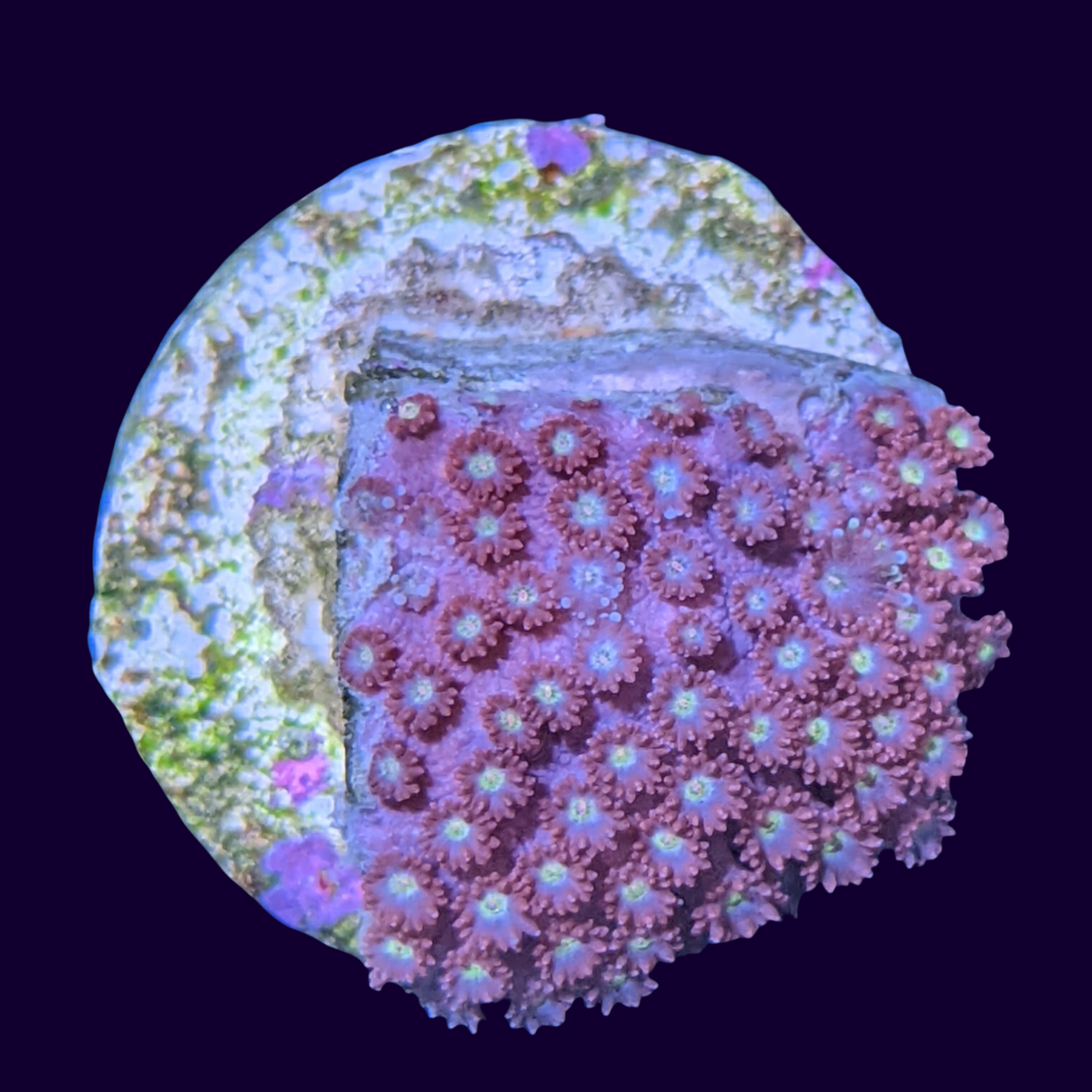 Burning Amber Goniopora