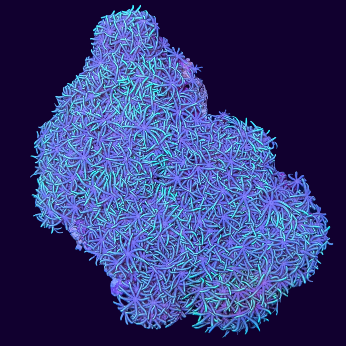 Green Star Polyp Colony