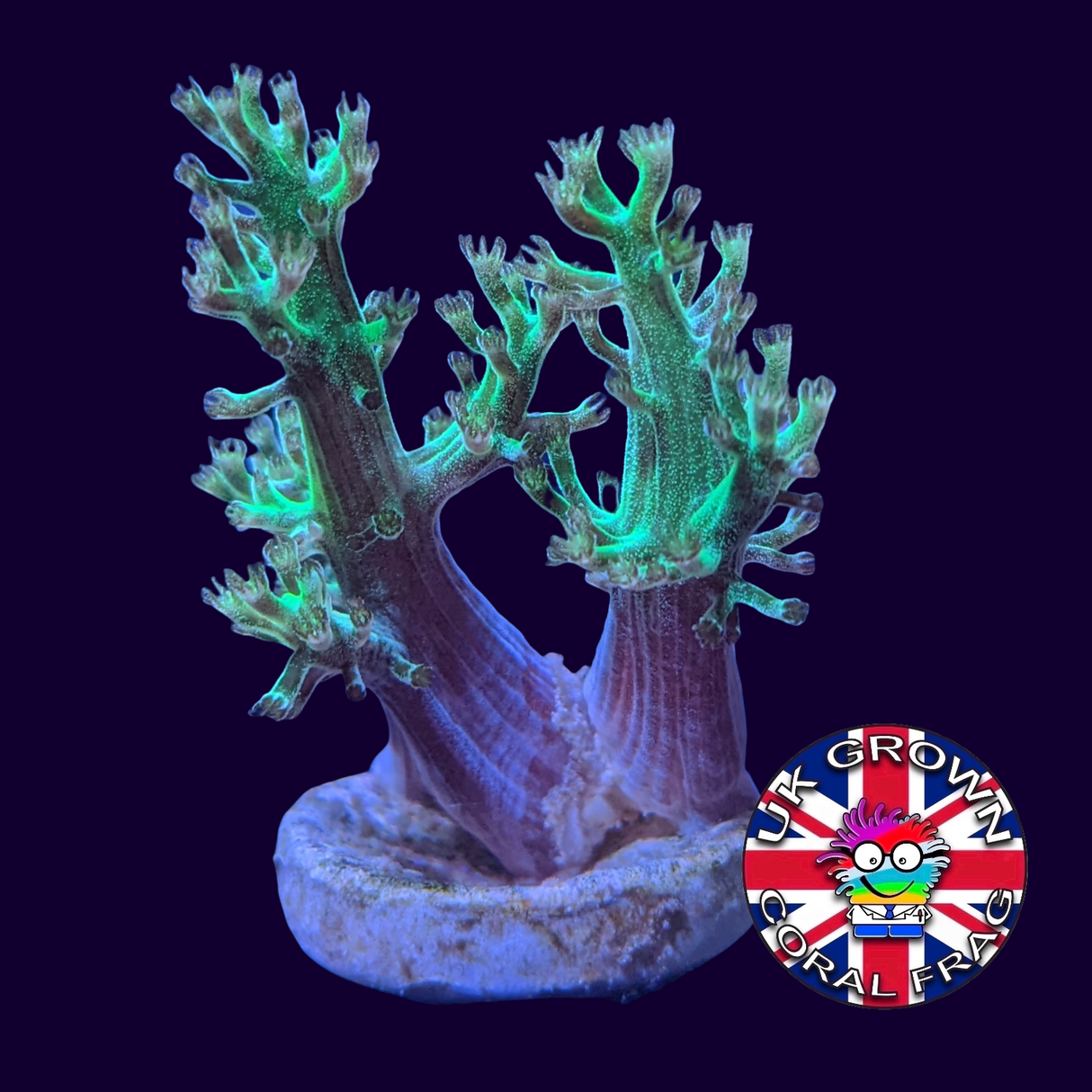 Green Kenya Tree (UK Grown)