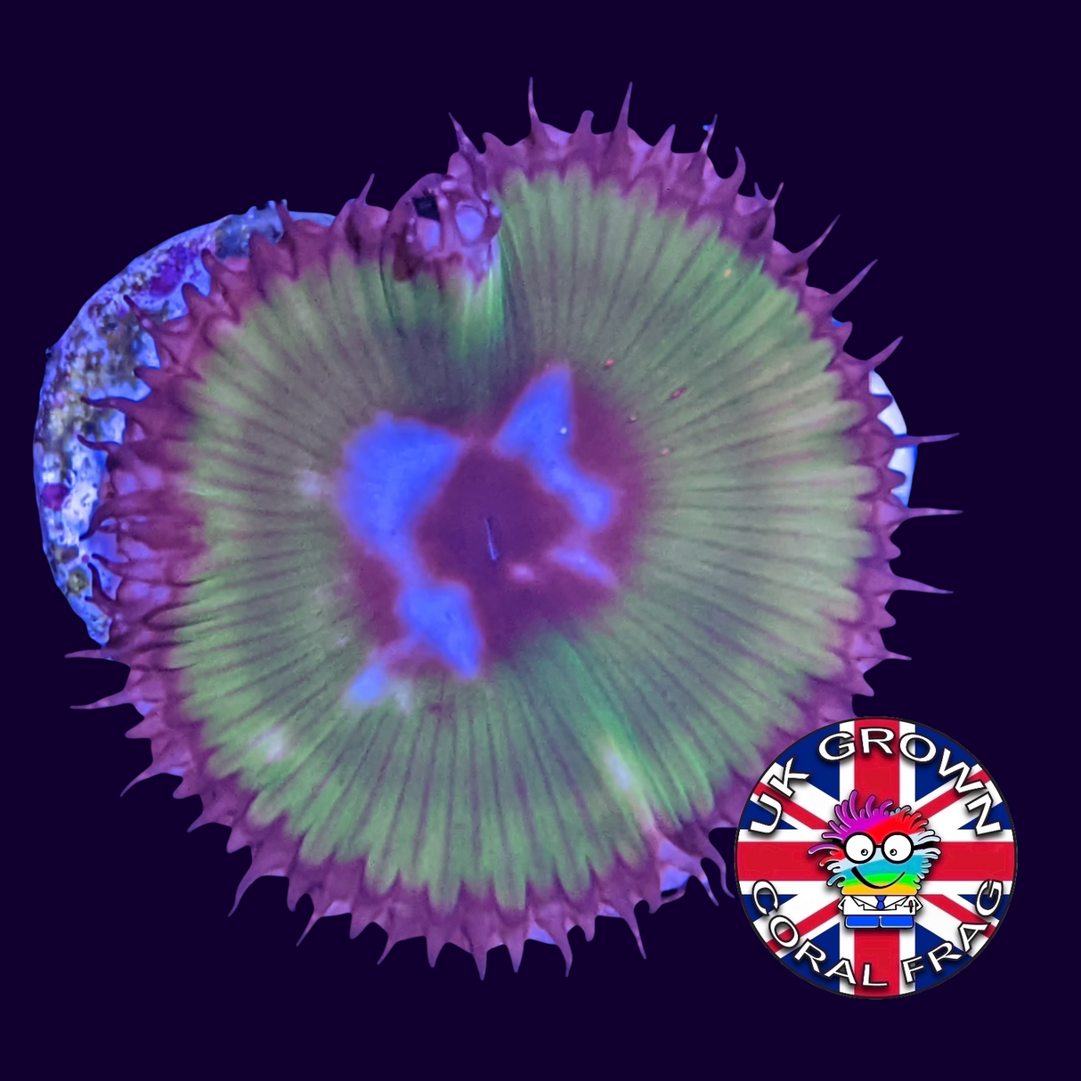 Grandis Paly Zoa Frag (UK Grown)