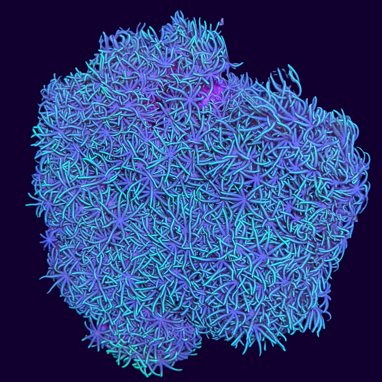 Green Star Polyp Colony