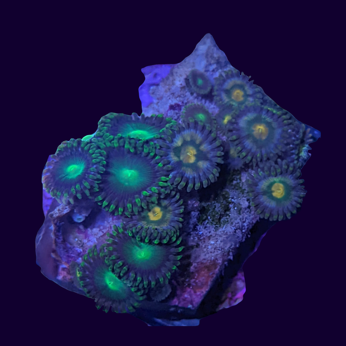 Large Zoa Frag