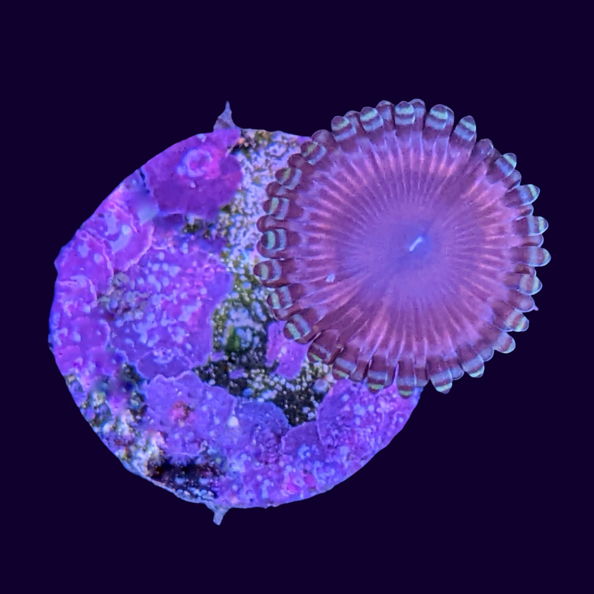 Pink Passion Zoa Frag (UK Grown)