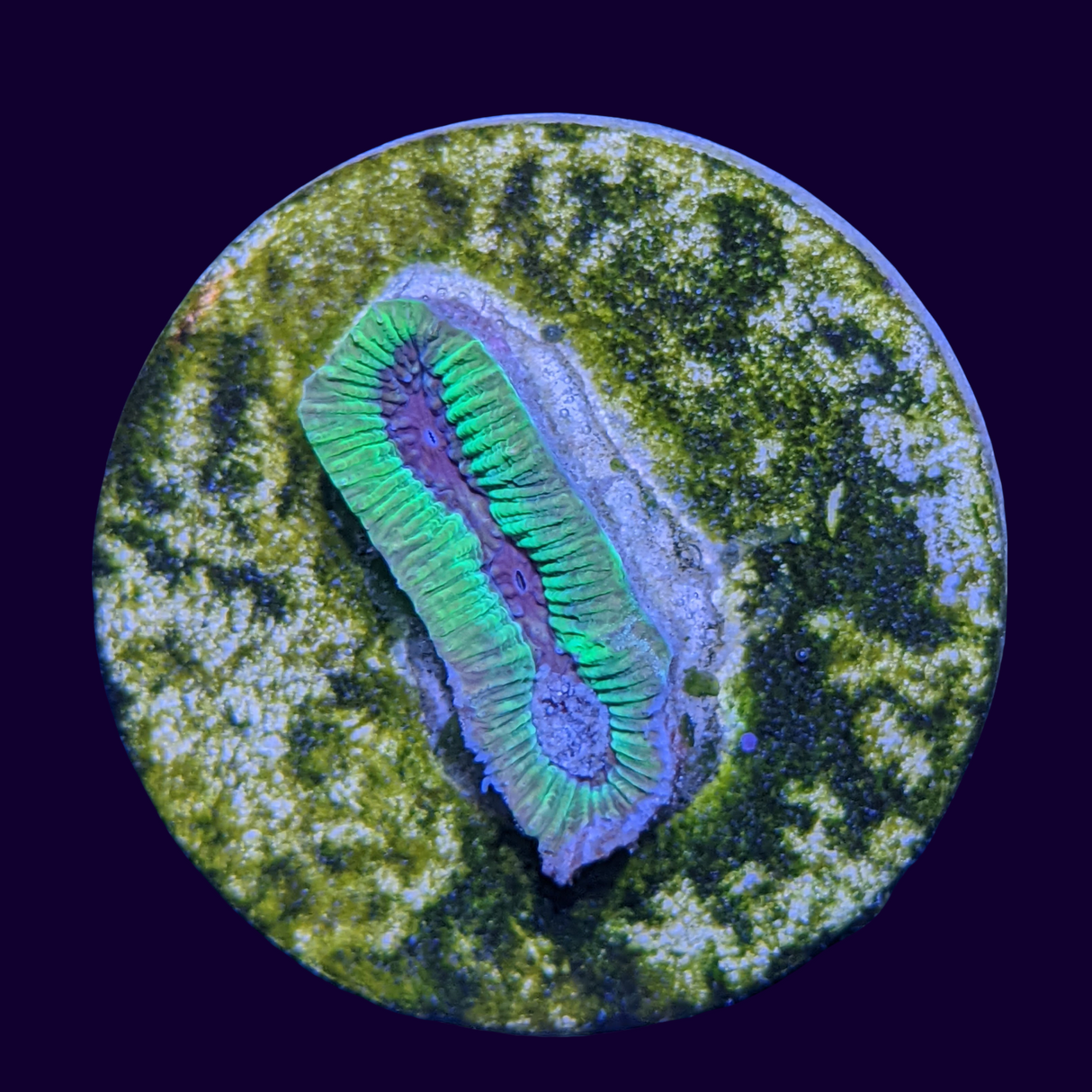 Toxic Green Blue Centre Platygyra