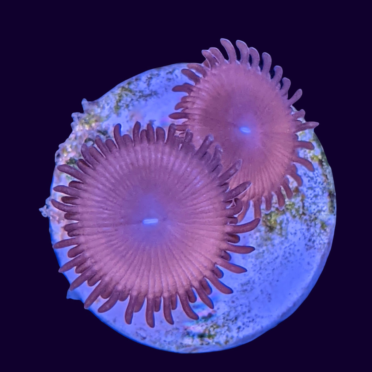 Pink Passion Zoa Frag (UK Grown)