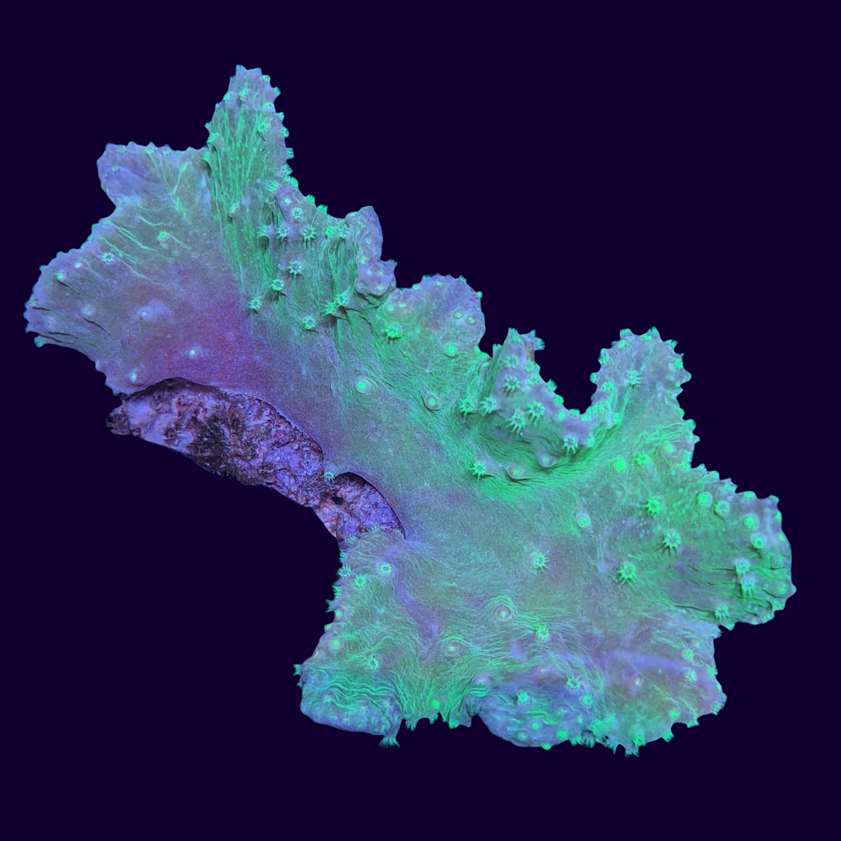 Green Sinularia Dura Cabbage Coral Mini Colony