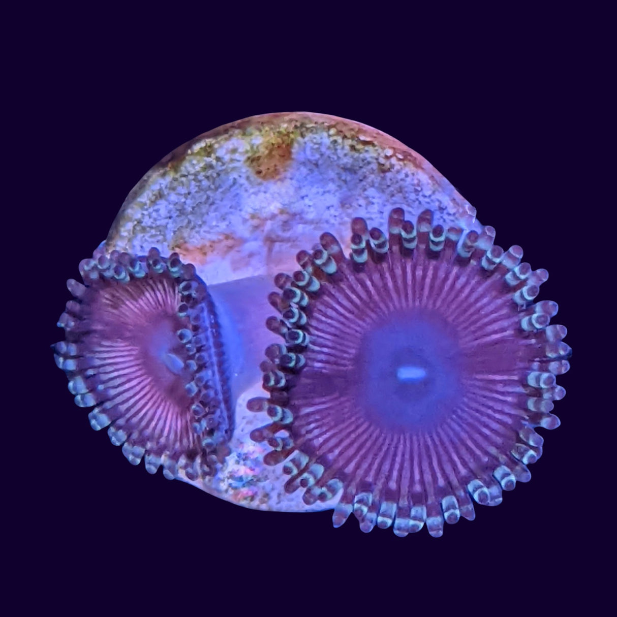 Pink Passion Zoa Frag (UK Grown)