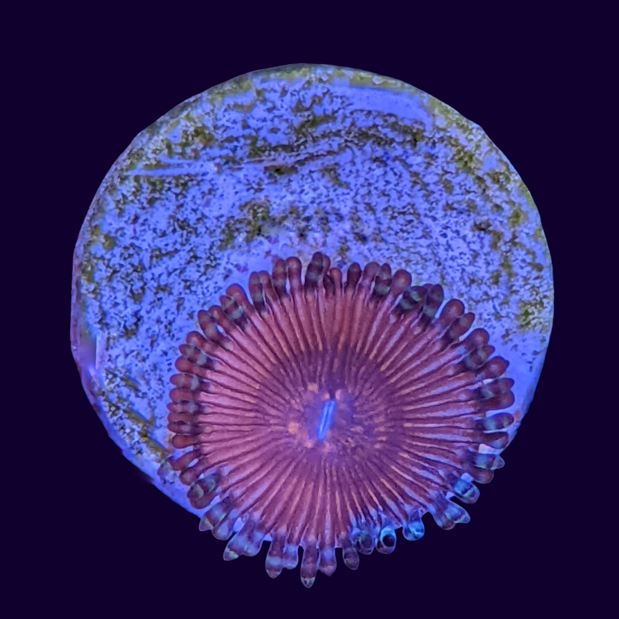 Pink Passion Zoa Frag (UK Grown)