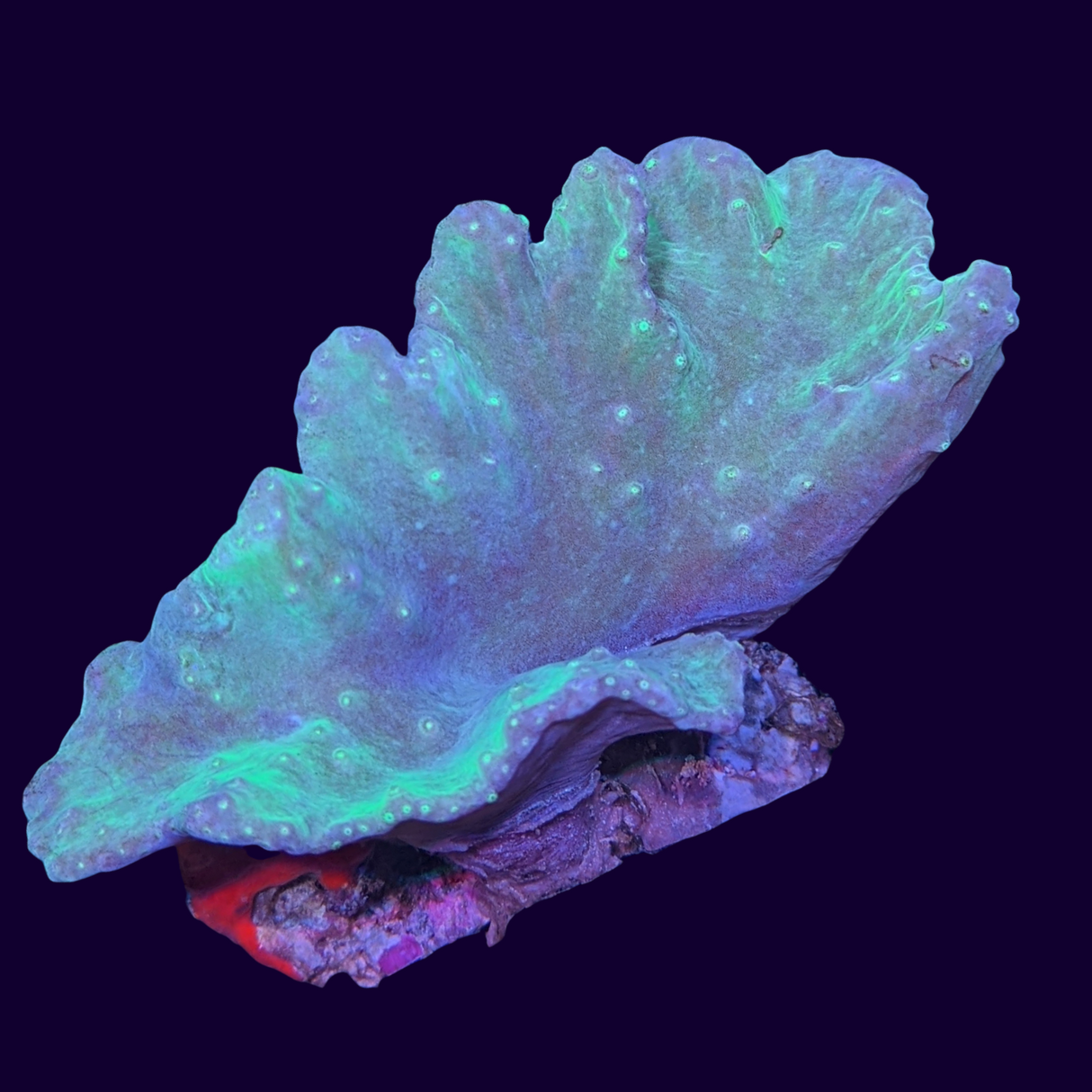 Green Sinularia Dura Cabbage Coral Mini Colony