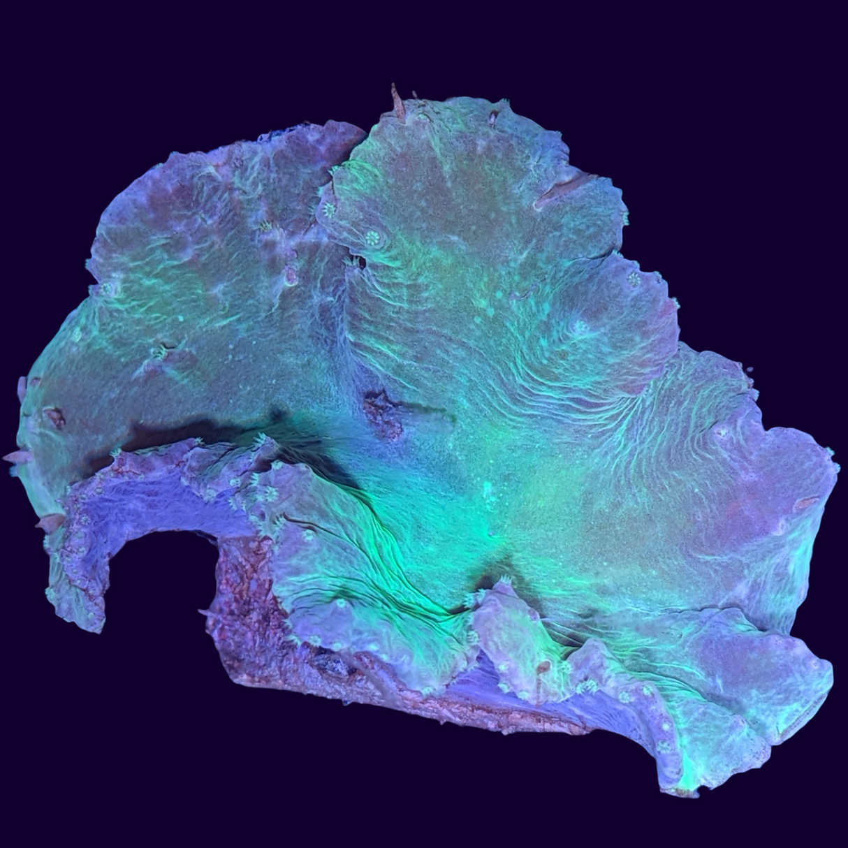 Green Sinularia Dura Cabbage Coral mini colony