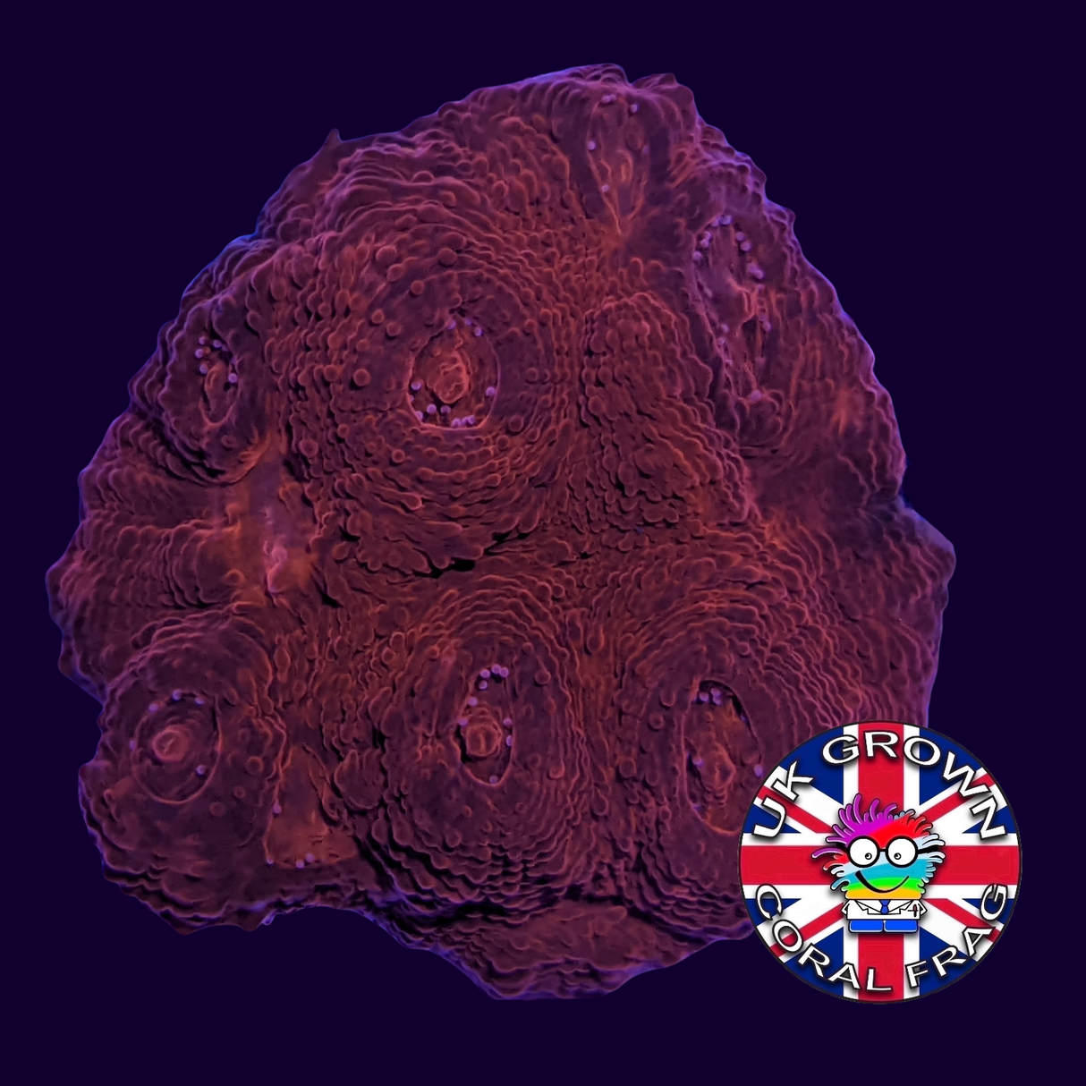 Red Lava Chalice (UK Grown)