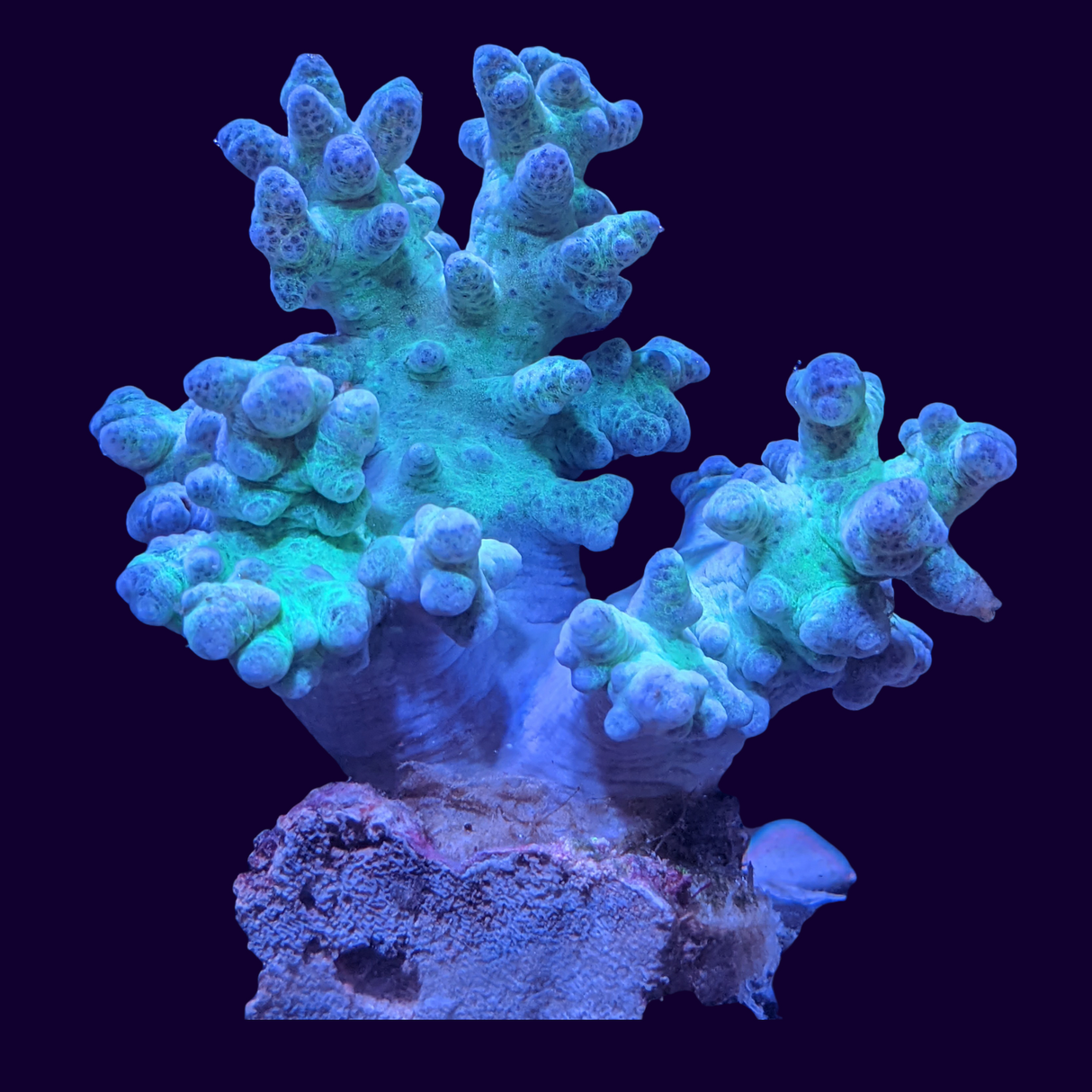 Aquacultured Green Sinularia Mini Colony