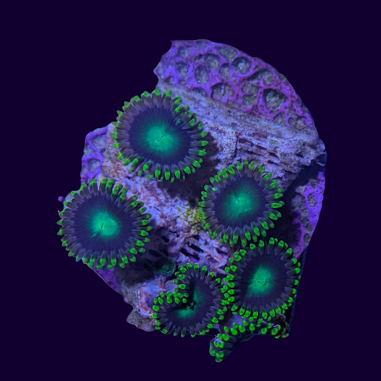 Large Zoa Frag