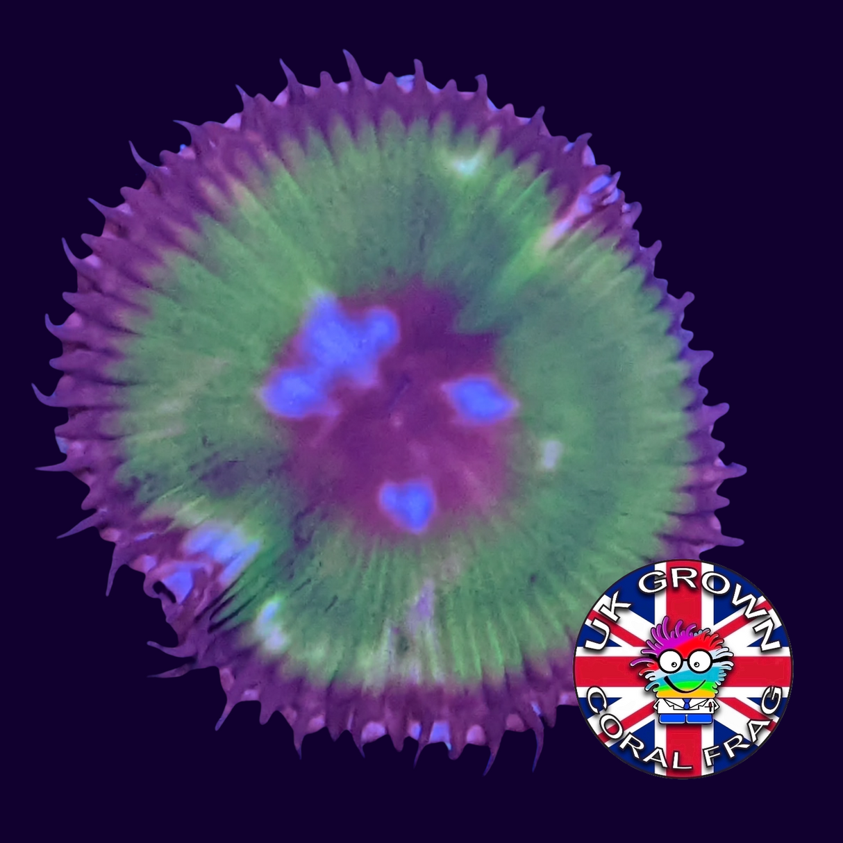 Grandis Paly Zoa Frag (UK Grown)