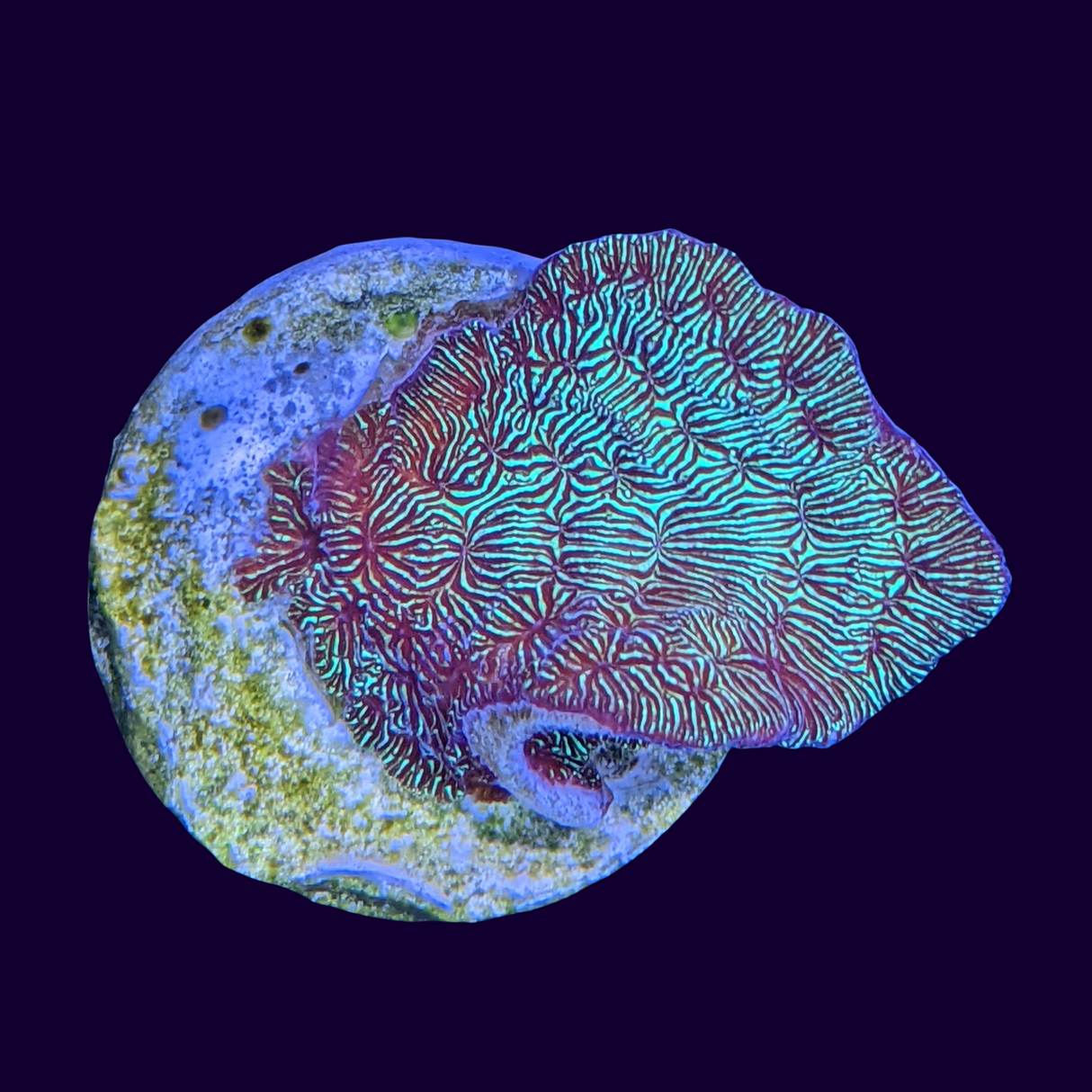 Metallic Green Pavona (UK Grown)