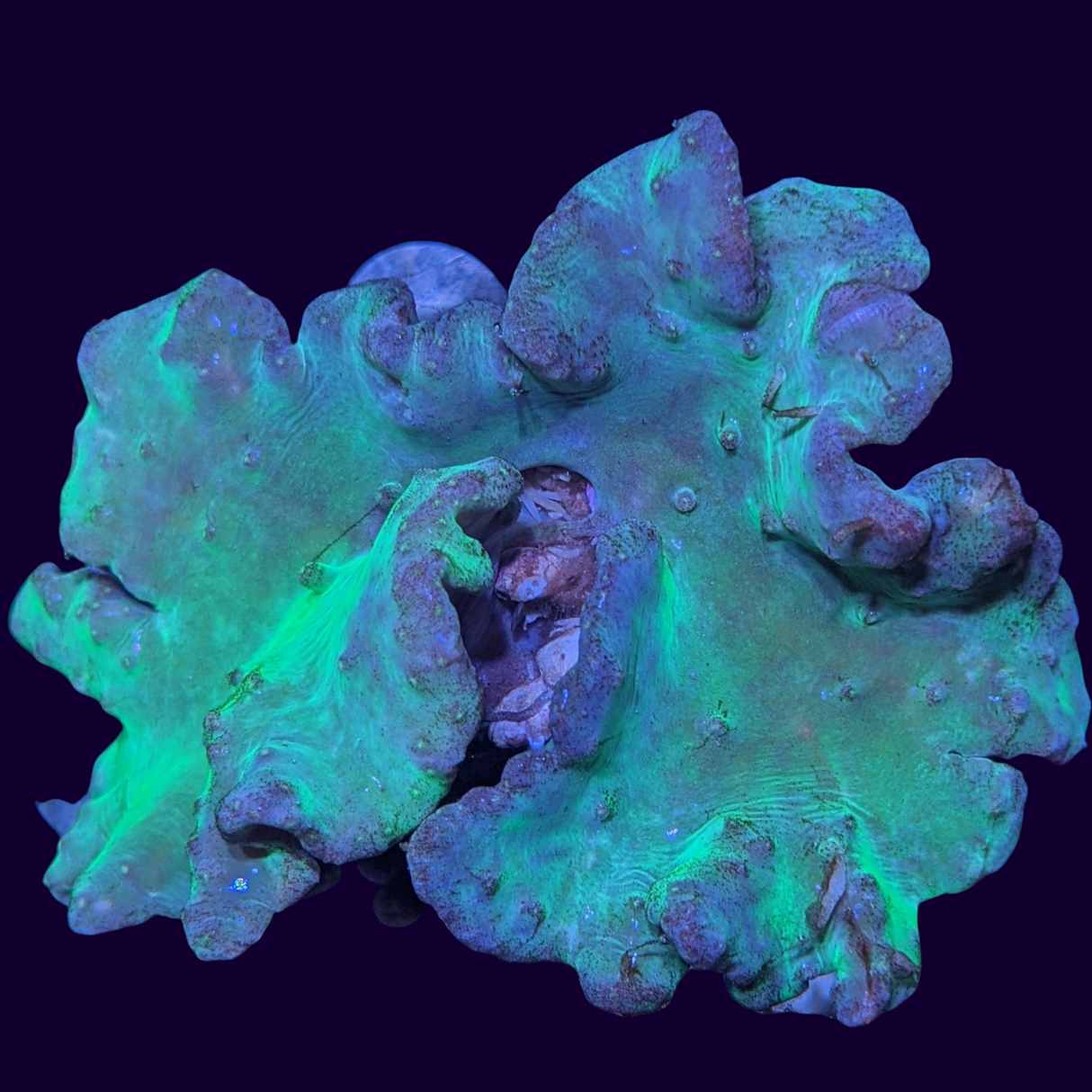 Green Sinularia Dura Cabbage Coral Mini Colony