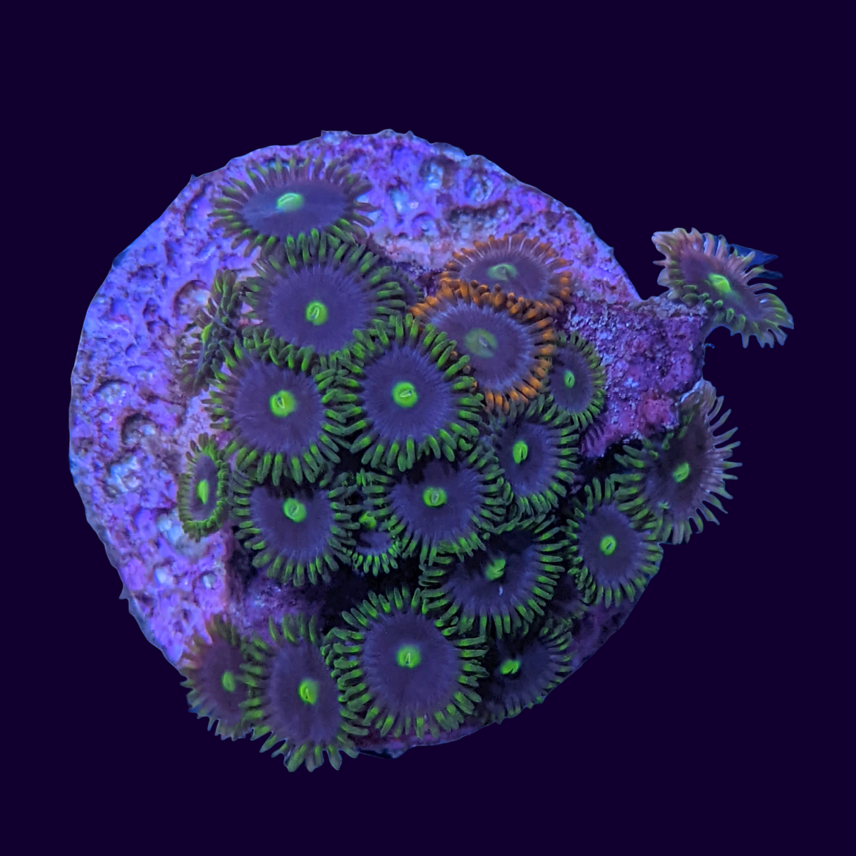 Large Zoa Frag