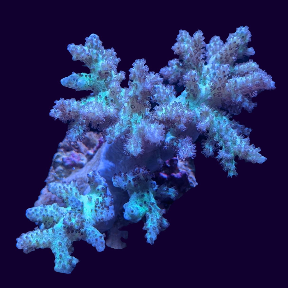 Aquacultured Green Sinularia Mini Colony